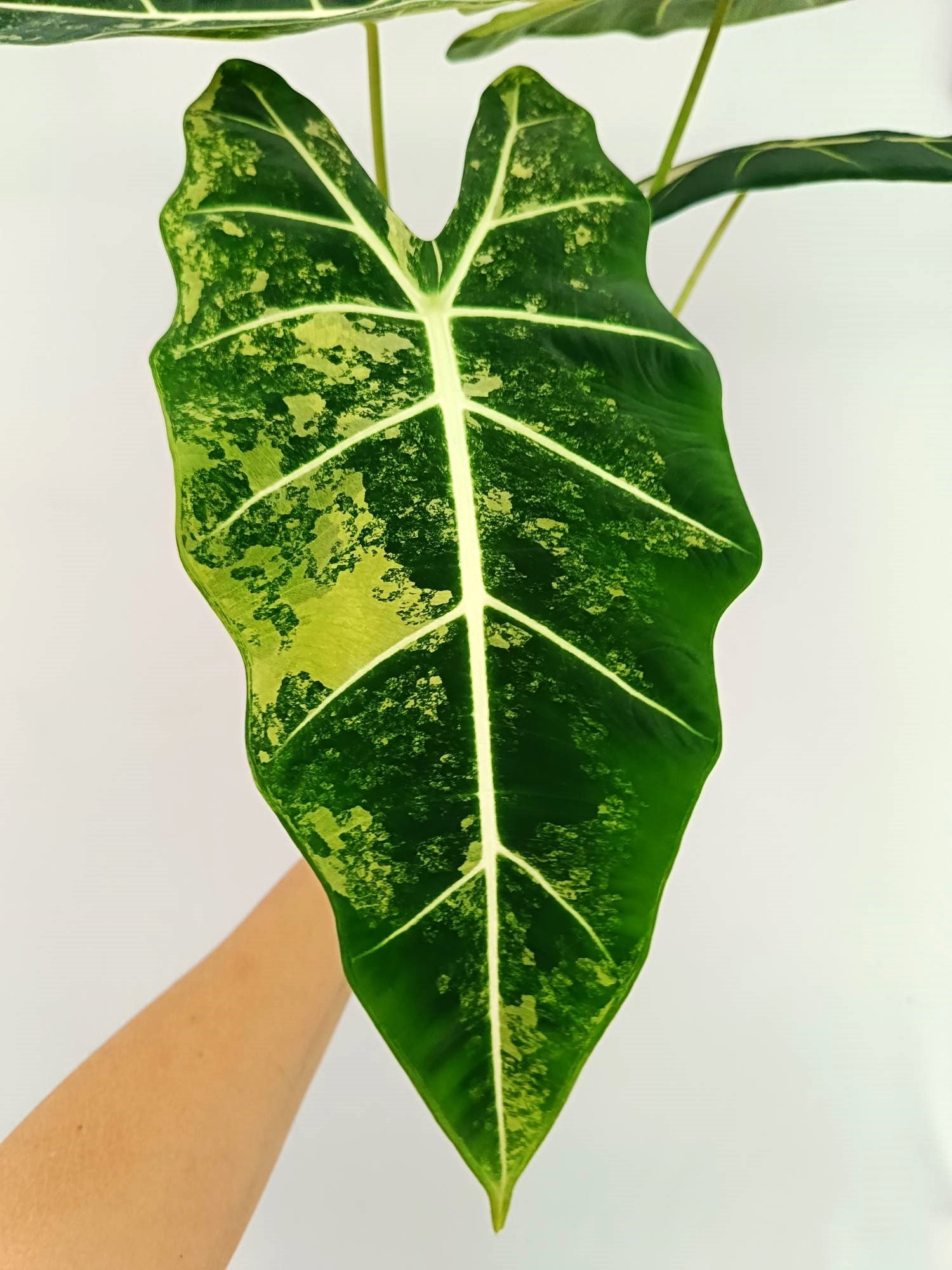 Alocasia Frydek Variegata 