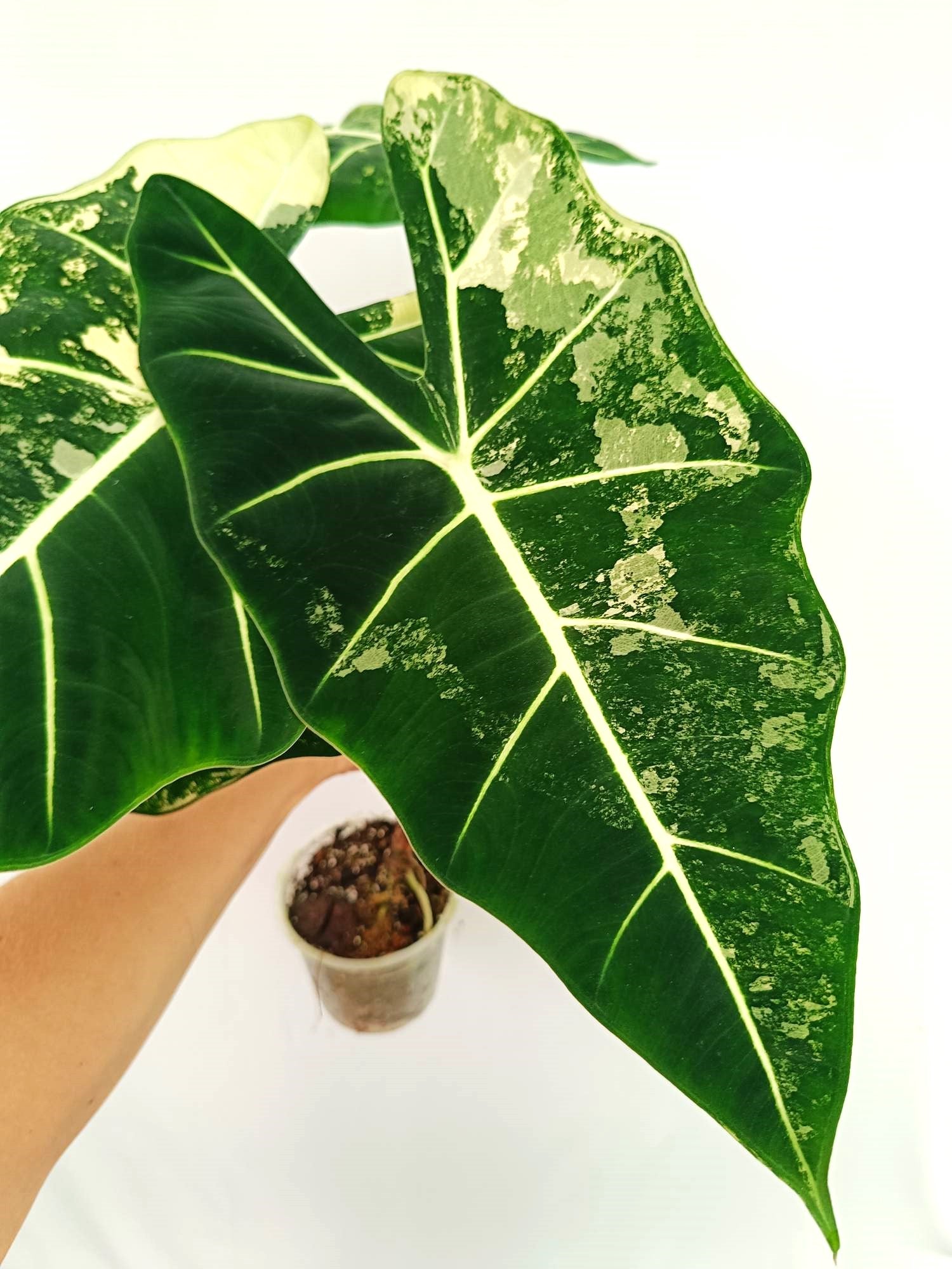 Alocasia Frydek Variegata 