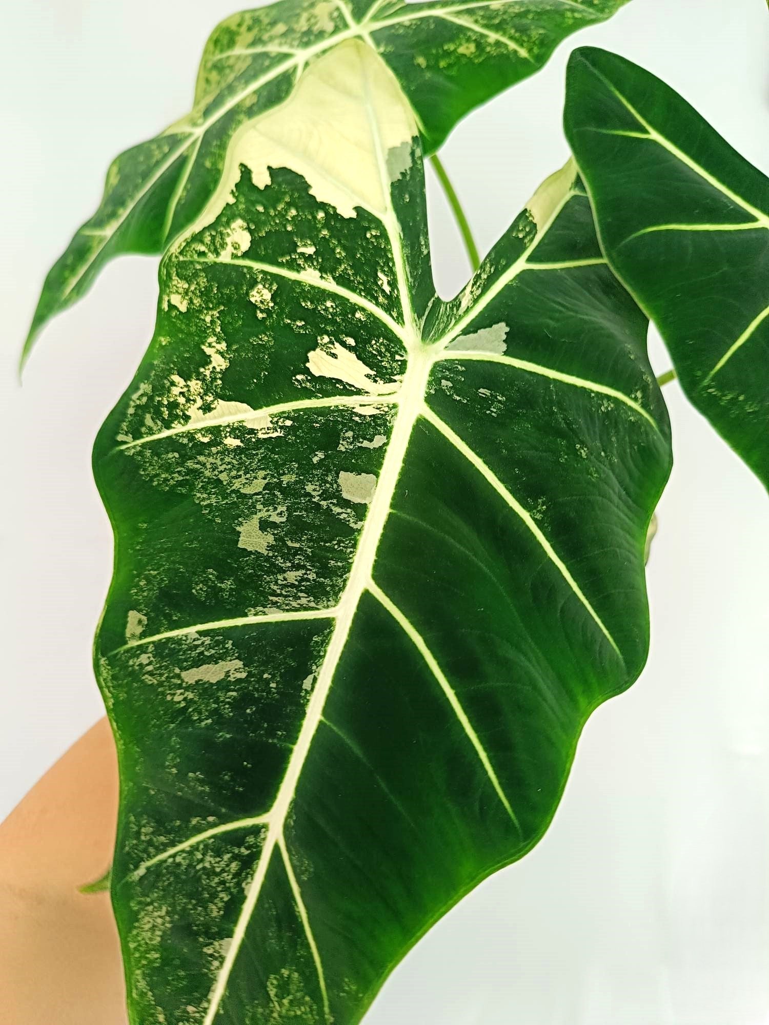 Alocasia Frydek Variegata 