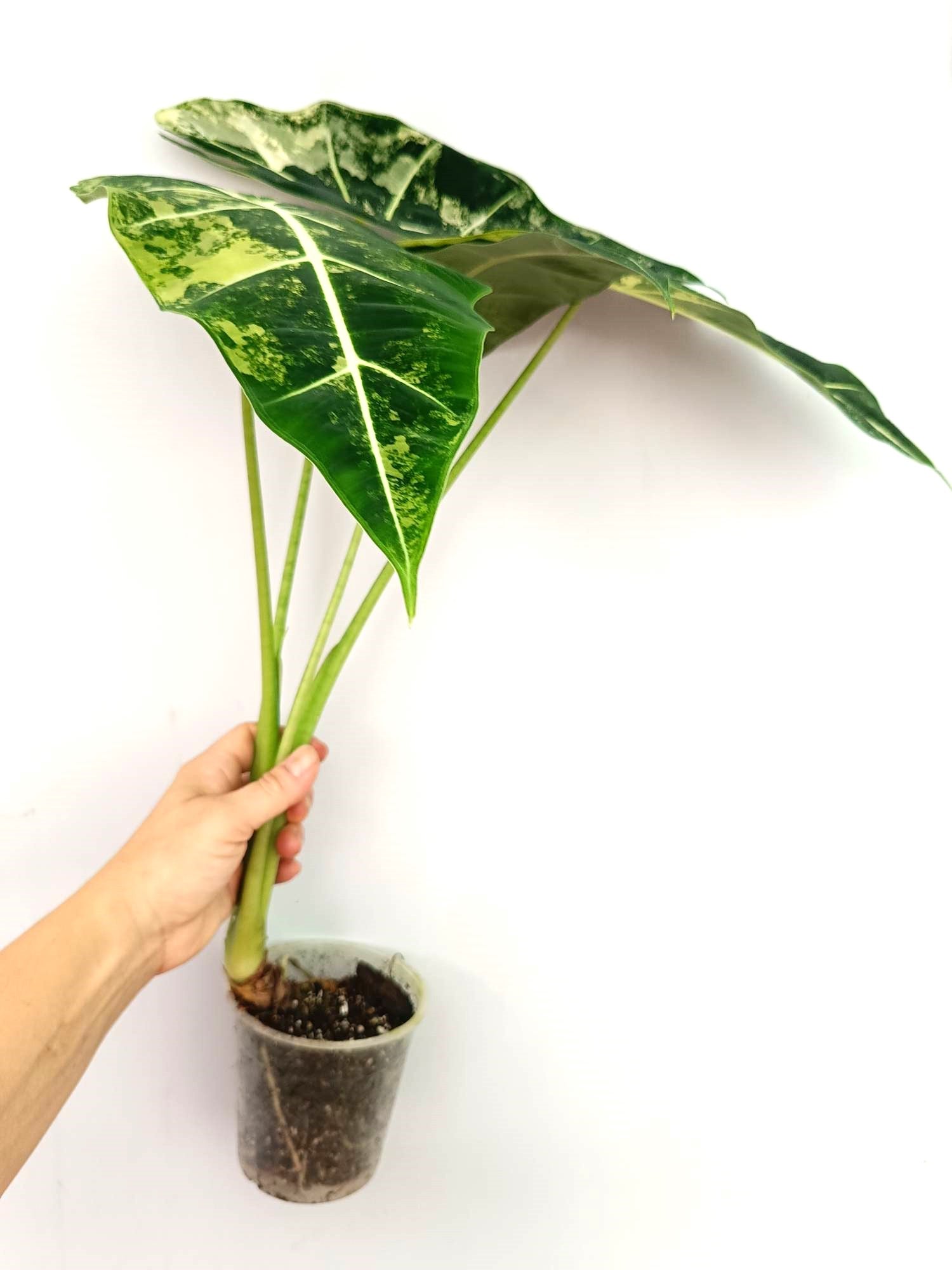 Alocasia Frydek Variegata 