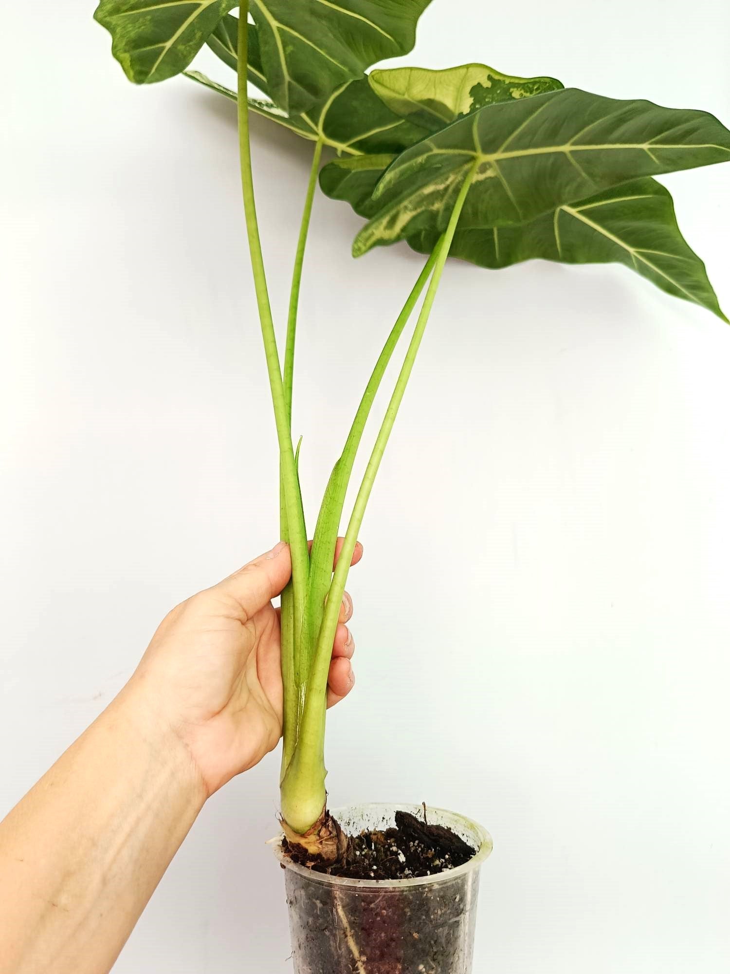 Alocasia Frydek Variegata 