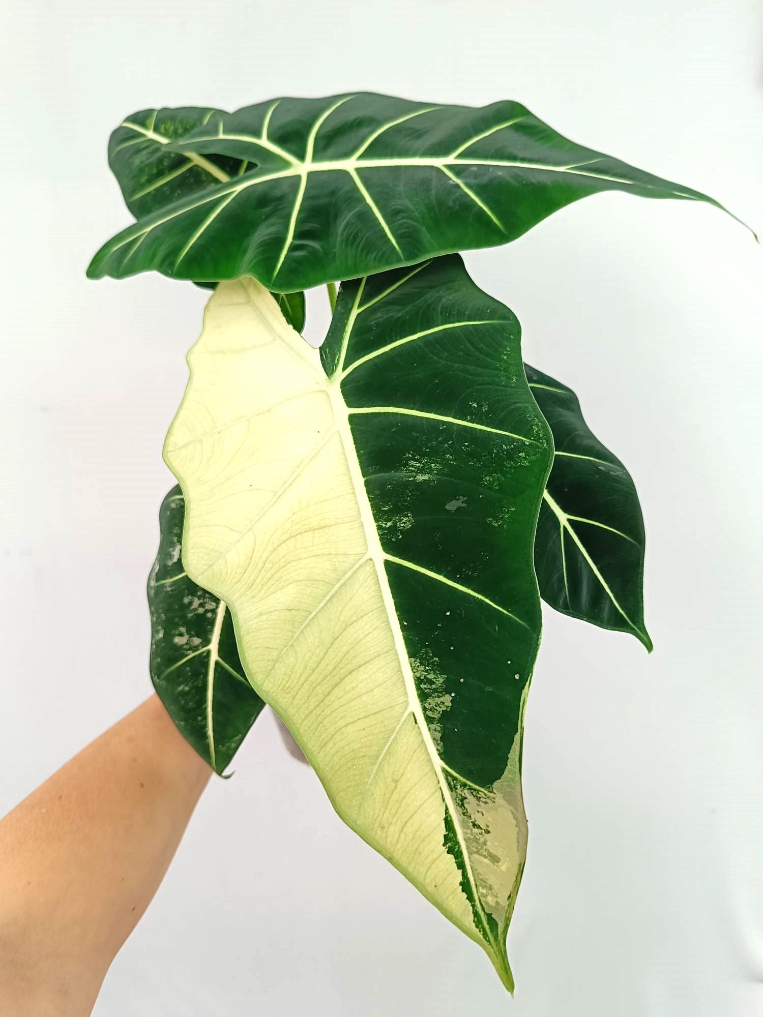 Alocasia Frydek Variegata 