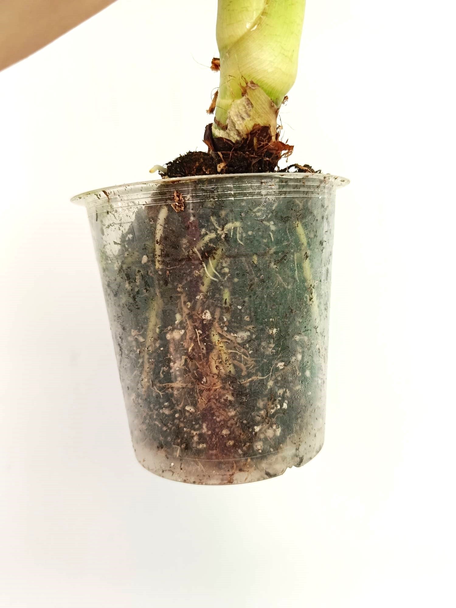 Alocasia Frydek Variegata 