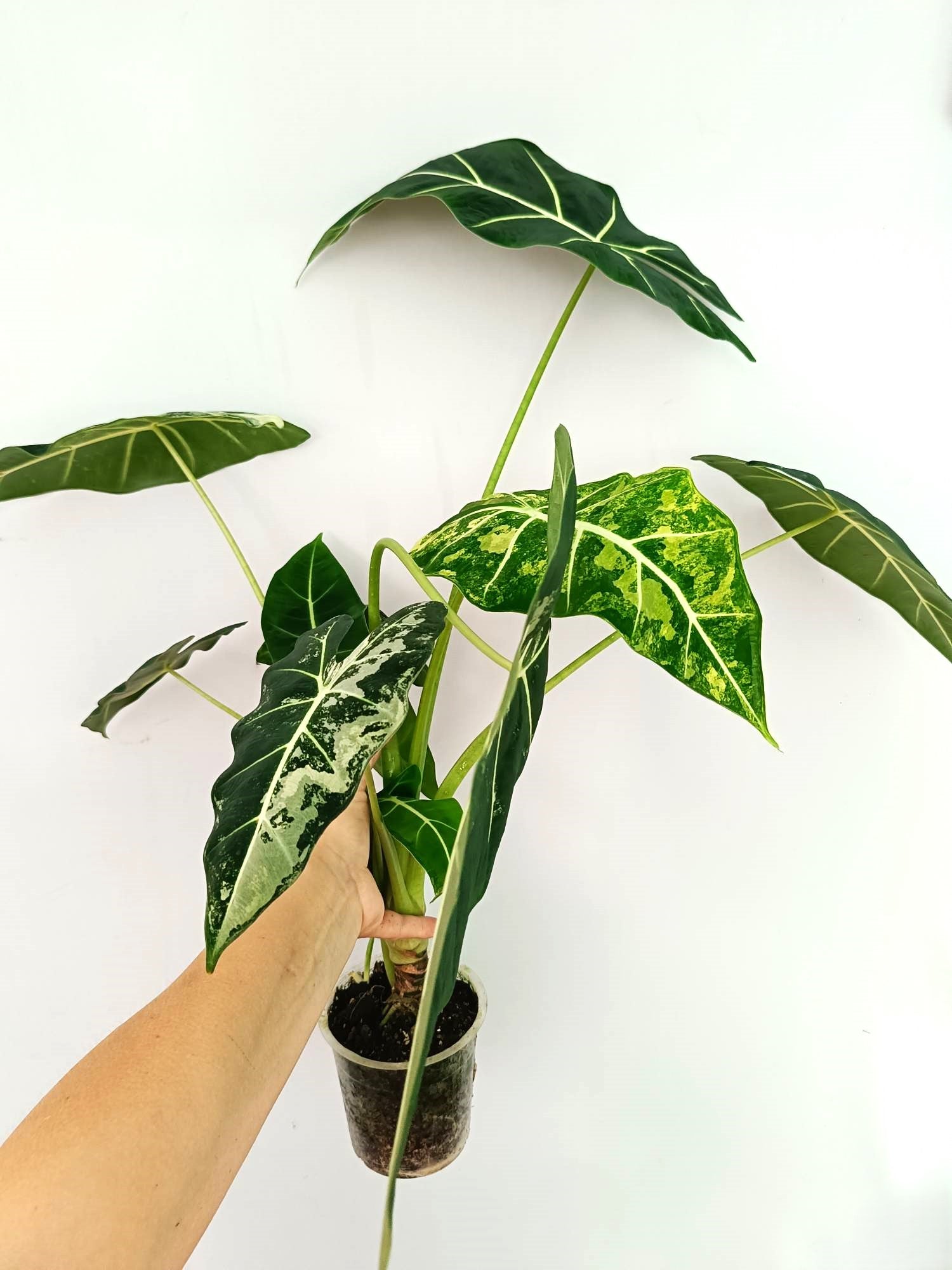 Alocasia Frydek Variegata 