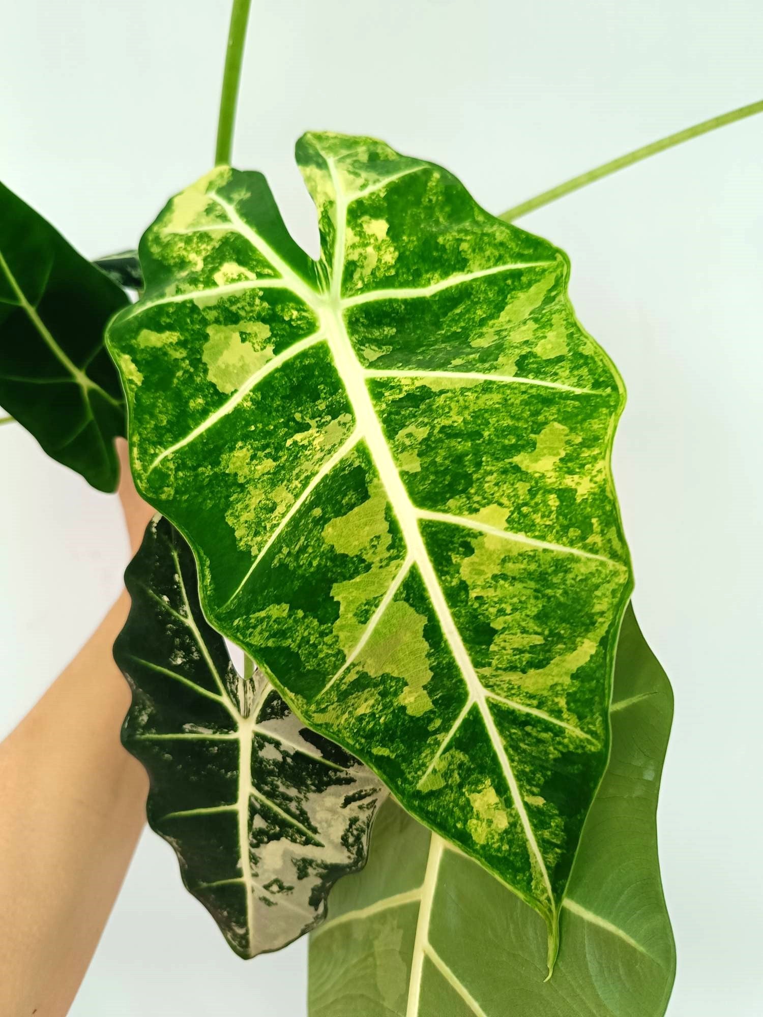 Alocasia Frydek Variegata 