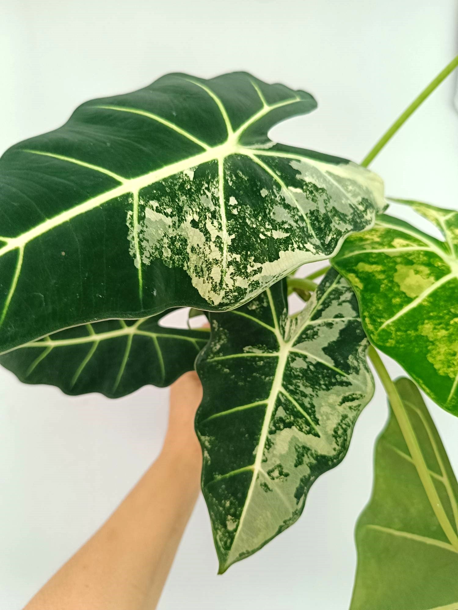 Alocasia Frydek Variegata 