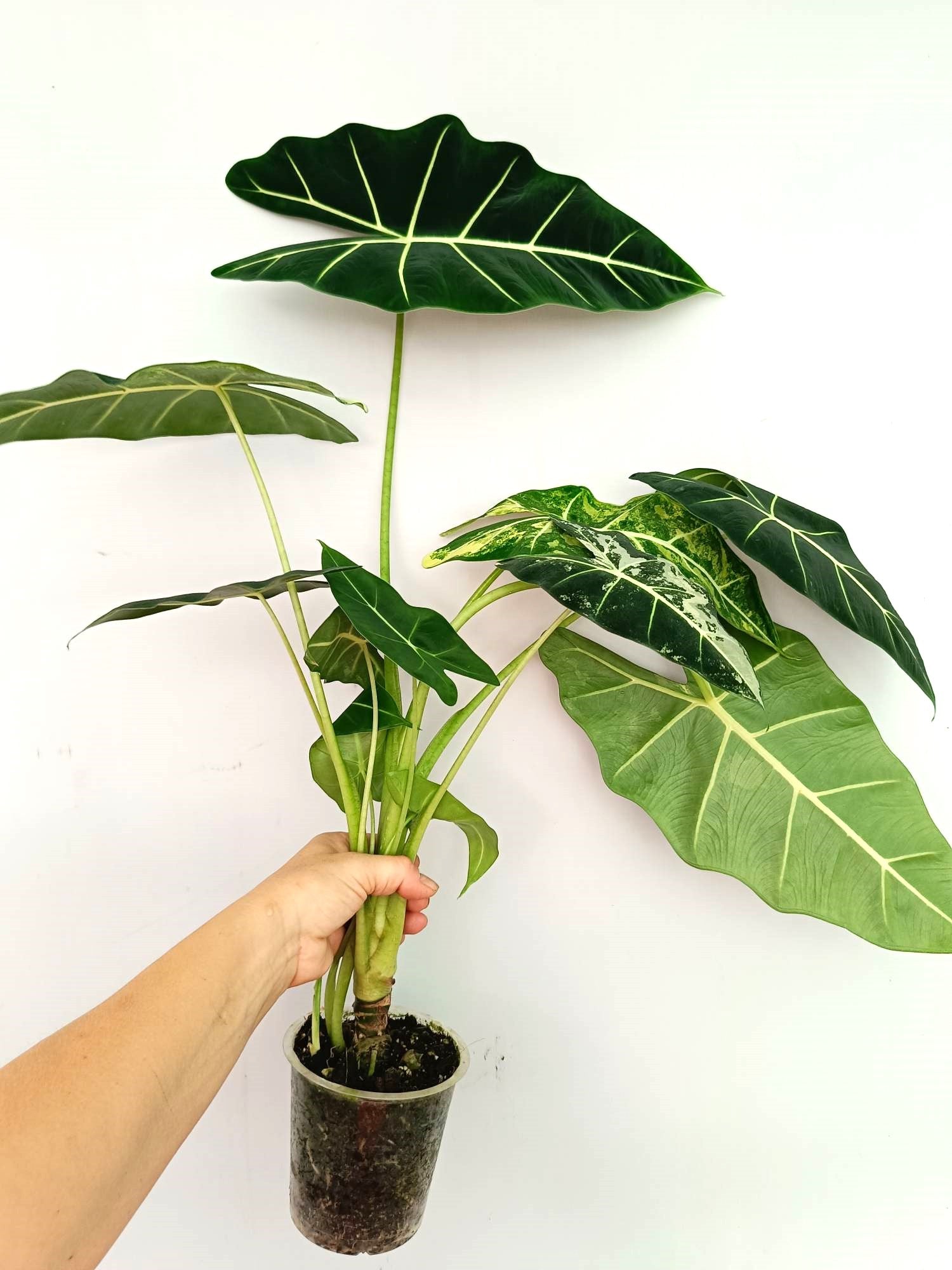 Alocasia Frydek Variegata 