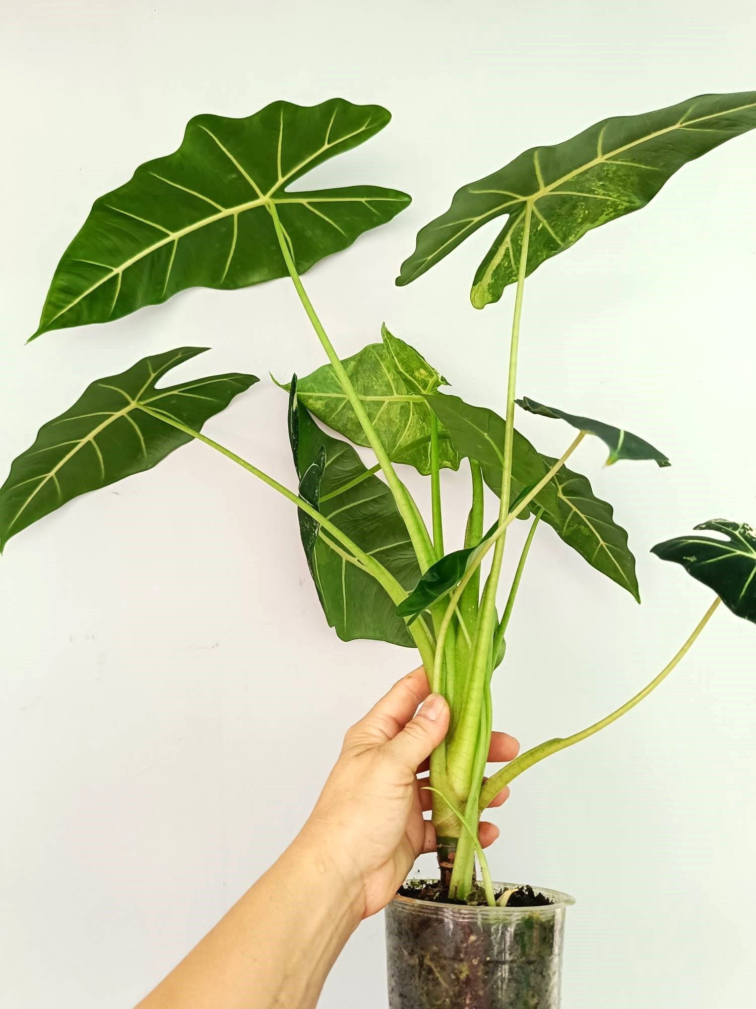 Alocasia Frydek Variegata 