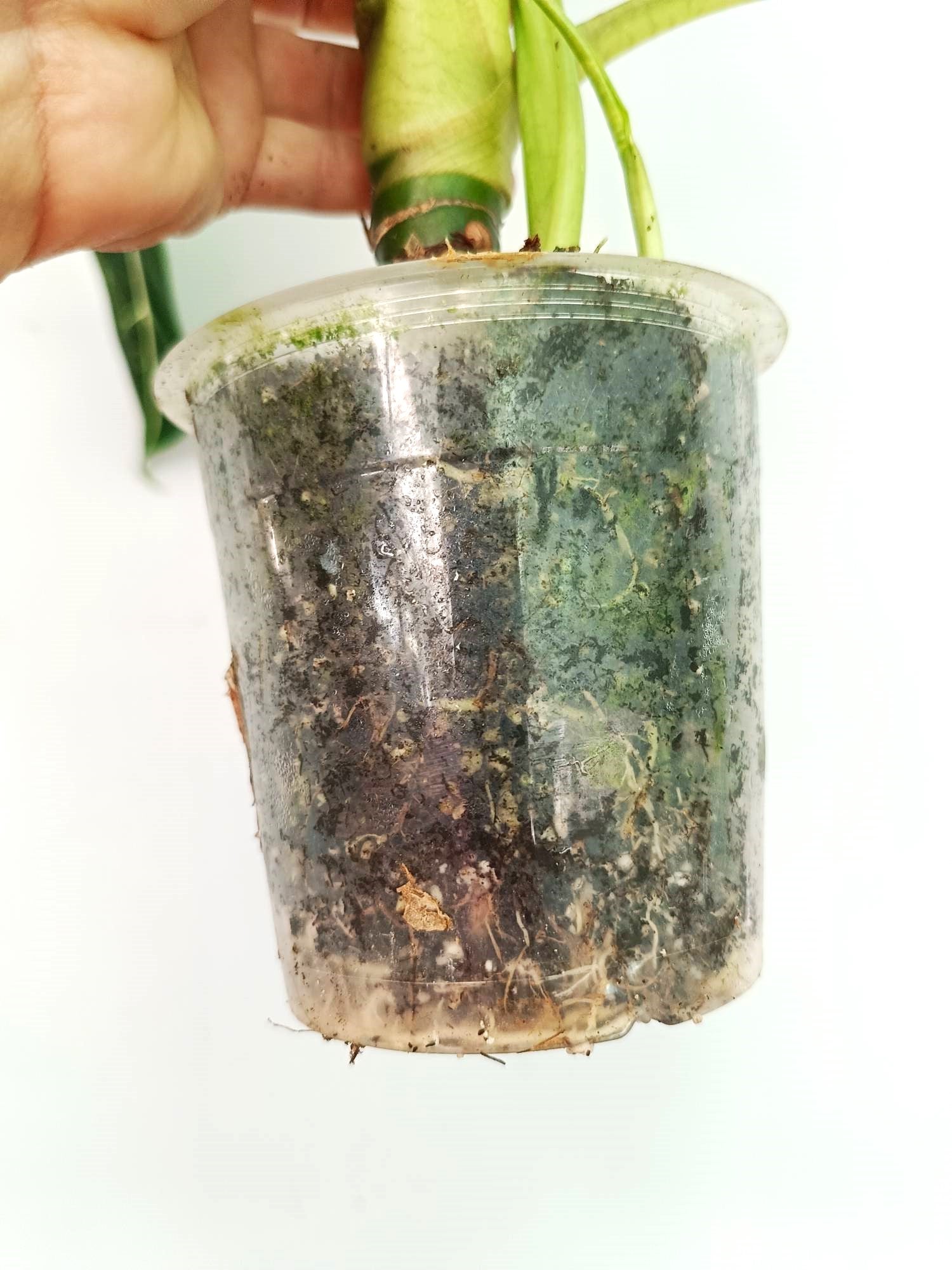 Alocasia Frydek Variegata 