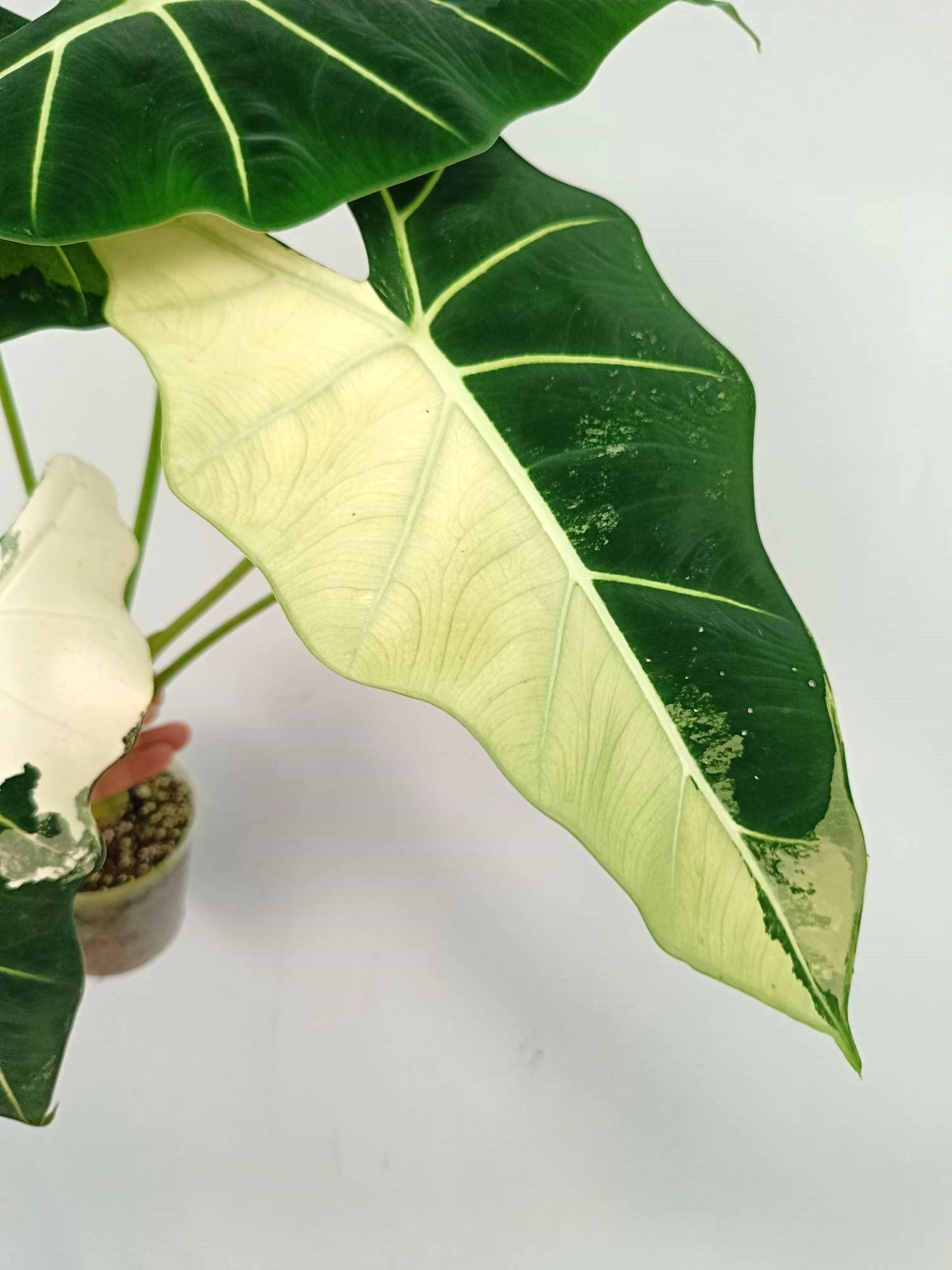 Alocasia Frydek Variegata 