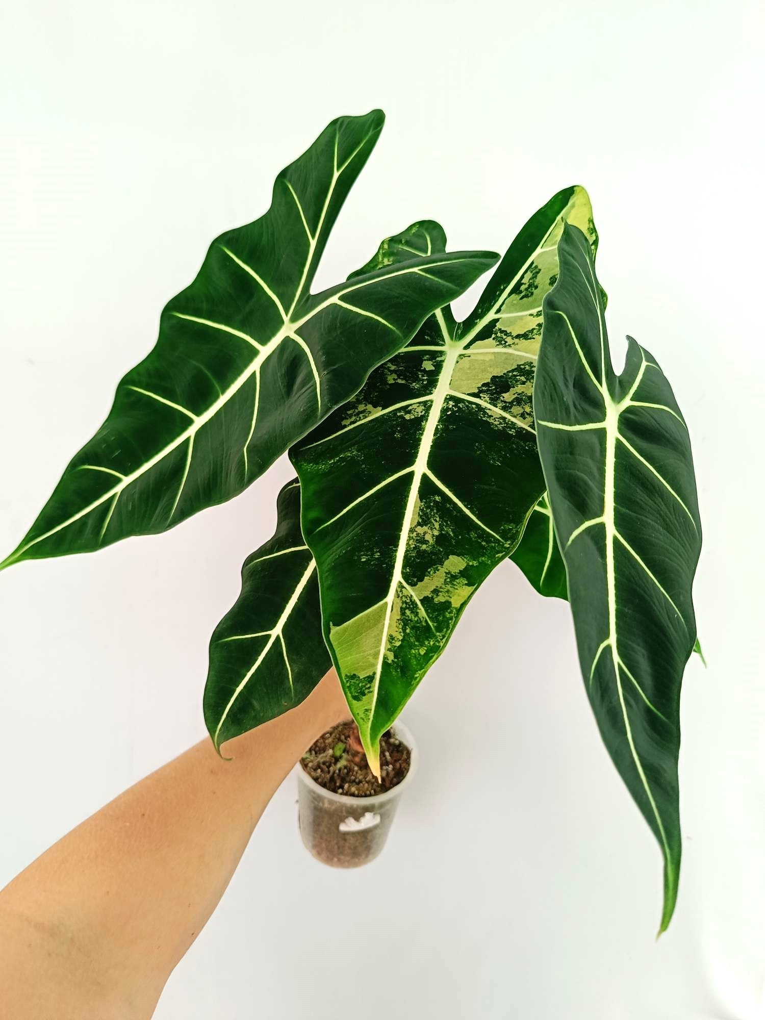 Alocasia Frydek Variegata 