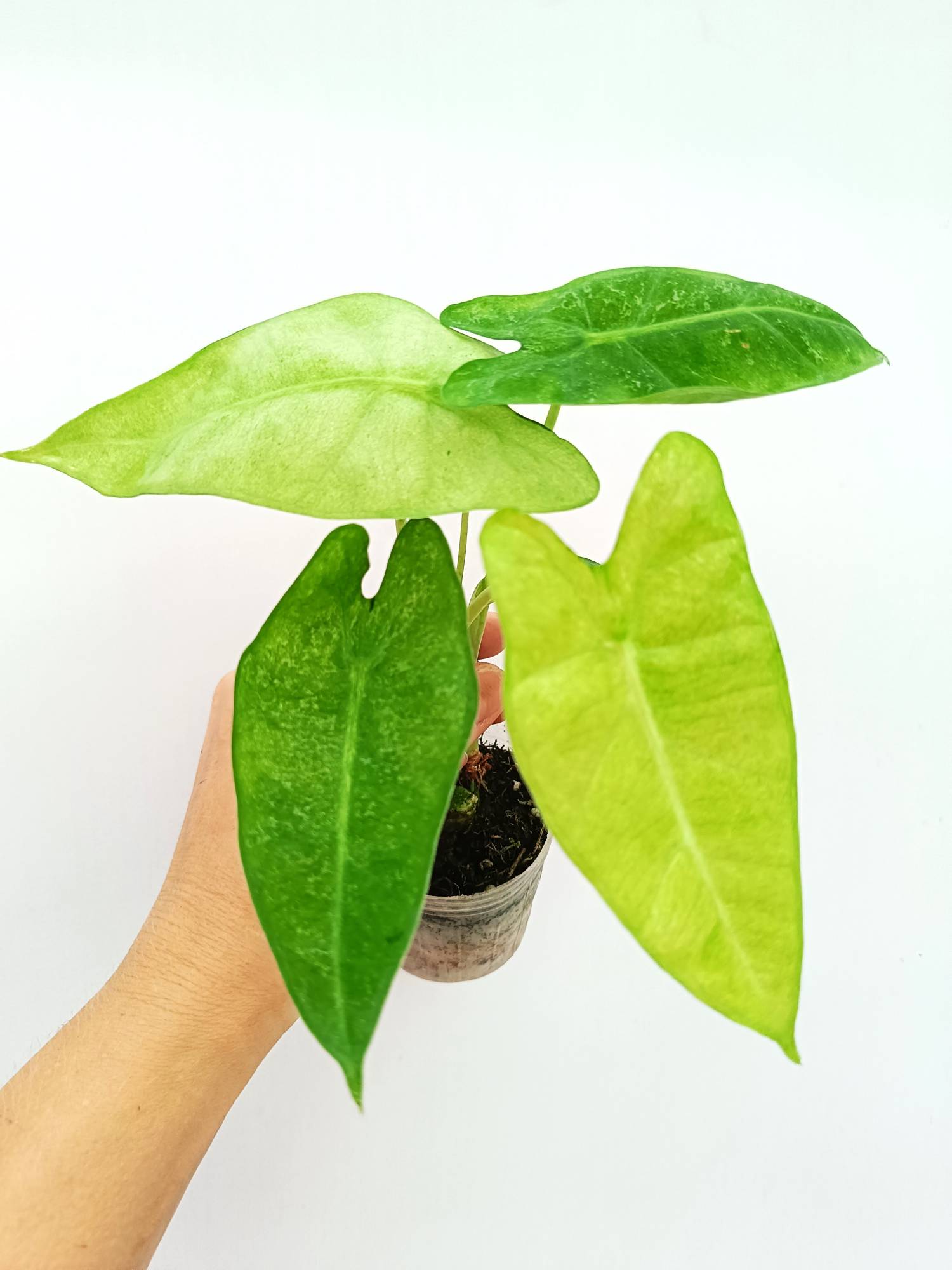 Alocasia Micholitziana Variegata Mint