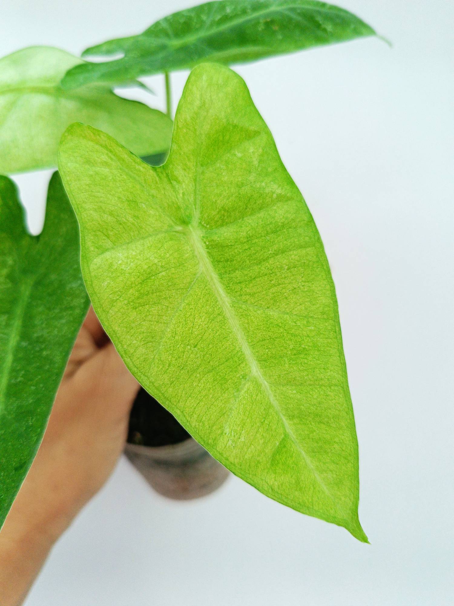 Alocasia Micholitziana Variegata Mint