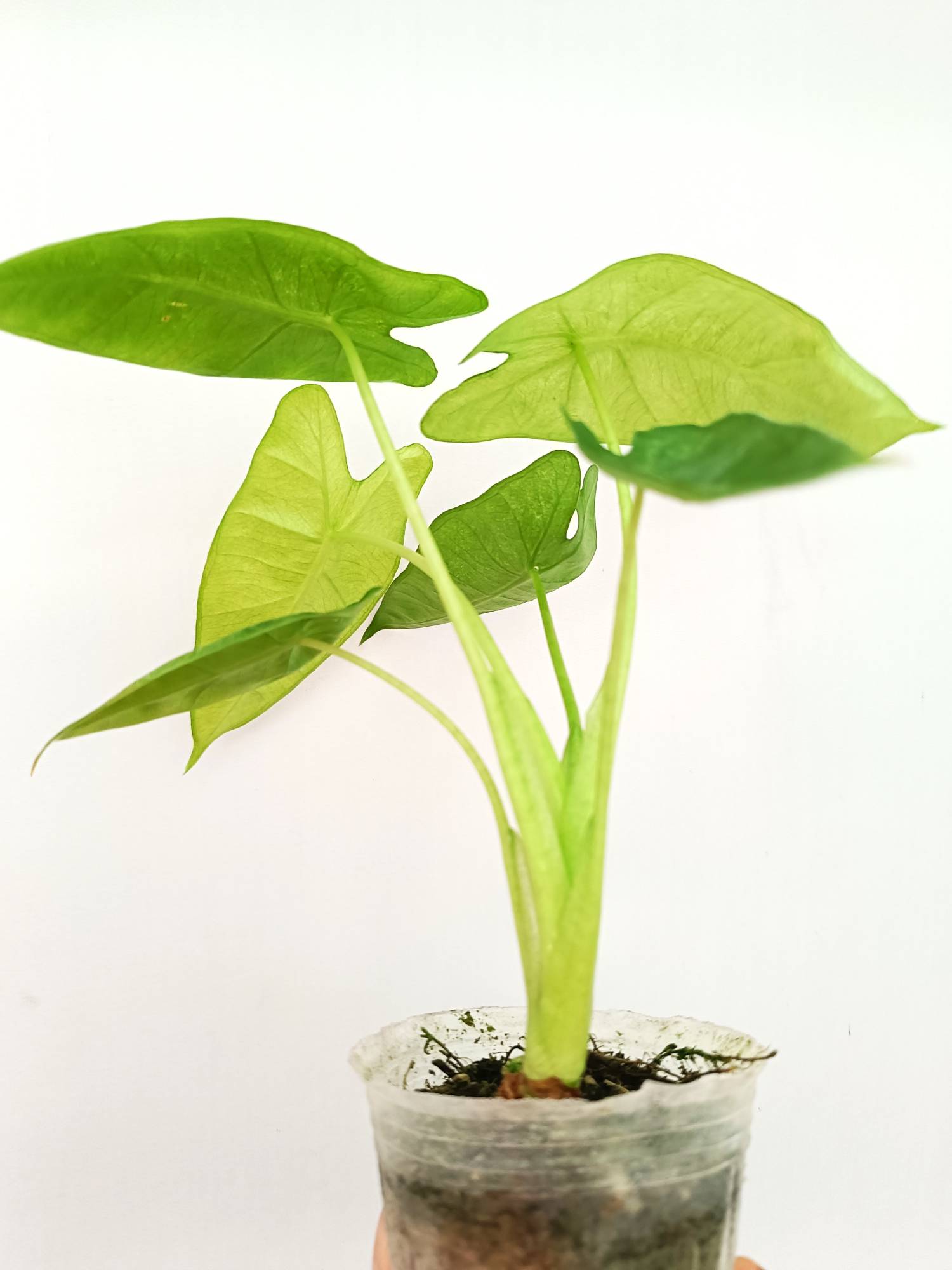 Alocasia Micholitziana Variegata Mint