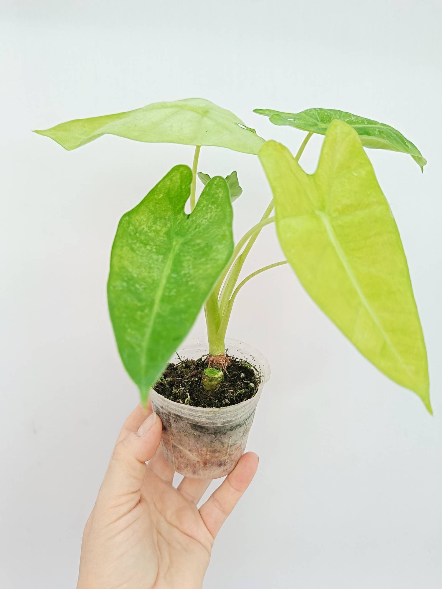 Alocasia Micholitziana Variegata Mint | Welovetropicalplants