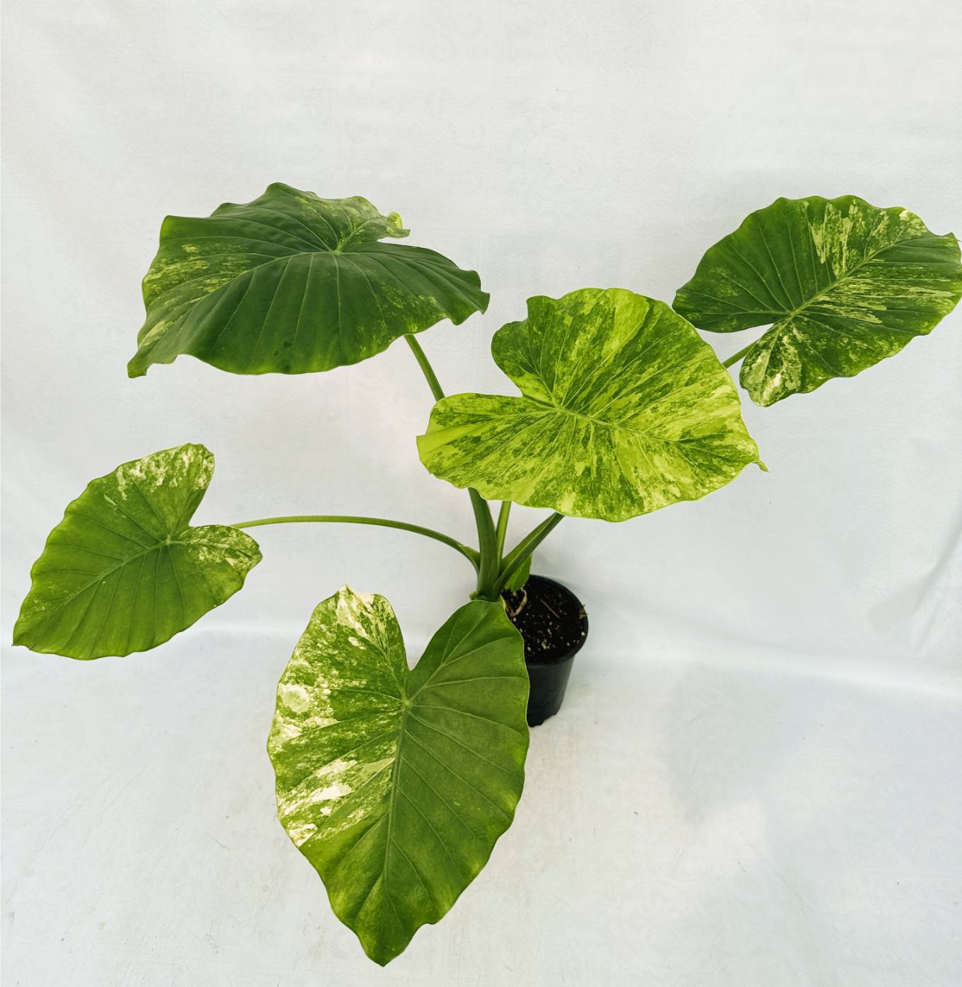 Alocasia Odora Variegata Aurea XL