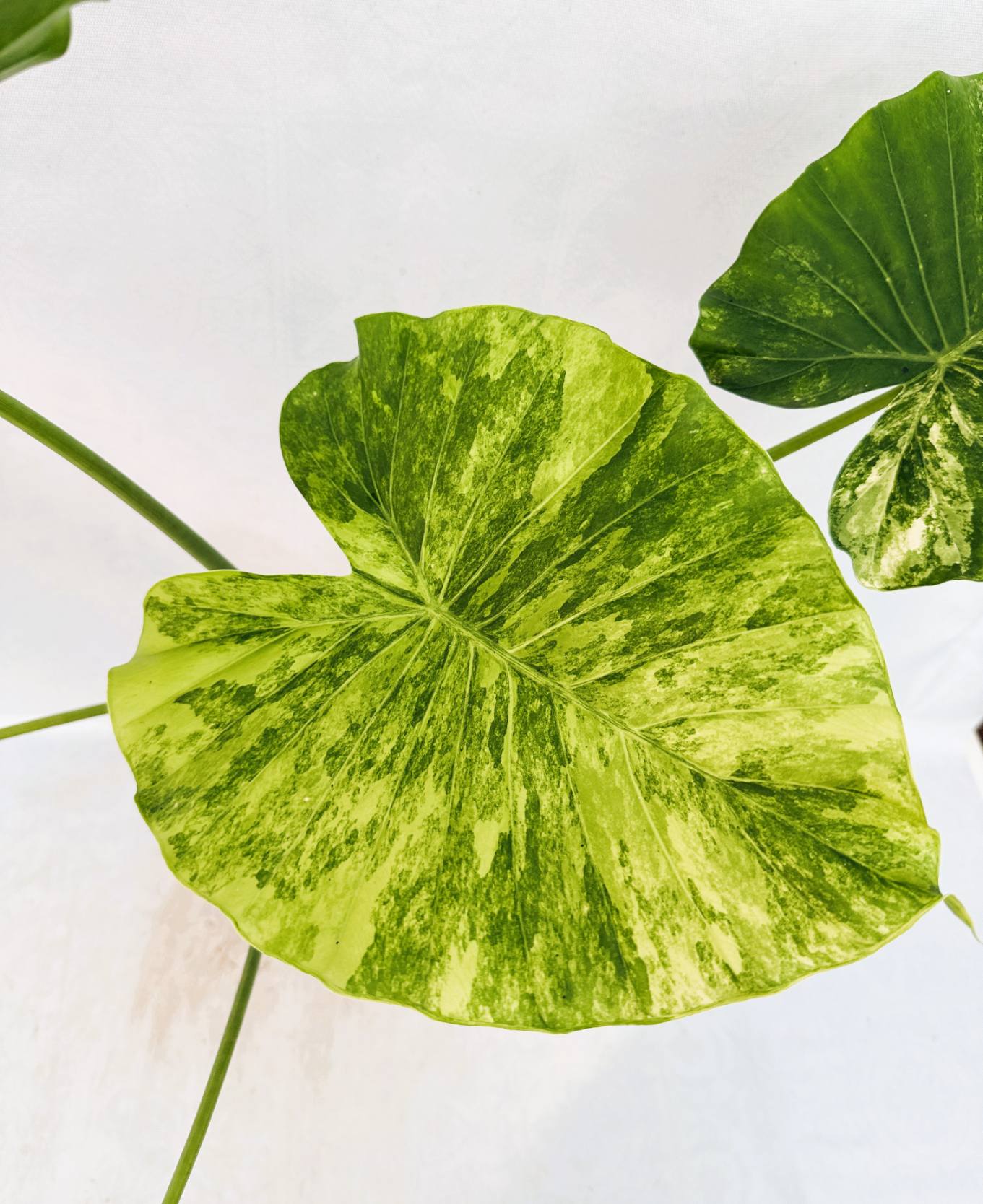 Alocasia Odora Variegata Aurea XL