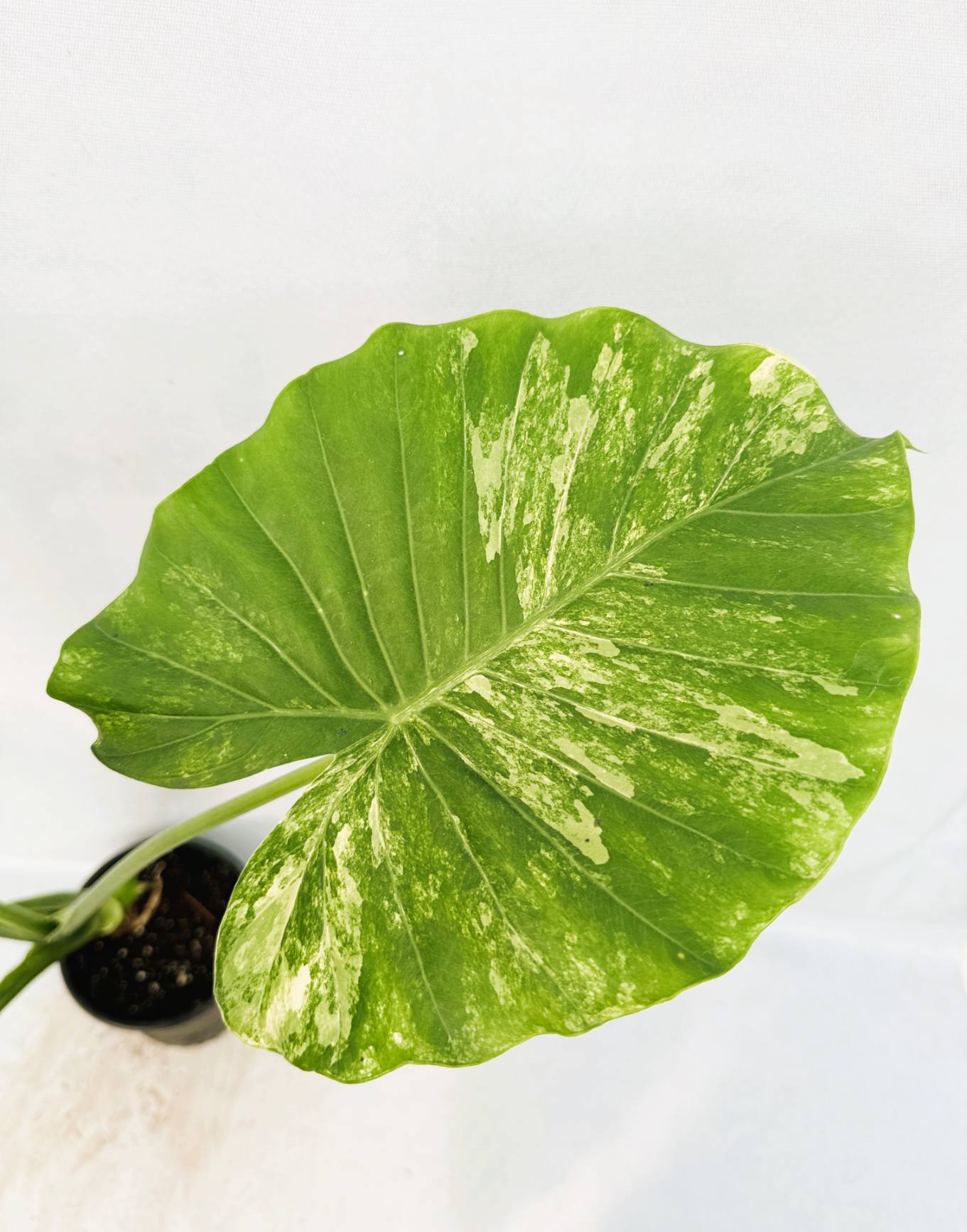 Alocasia Odora Variegata Aurea XL