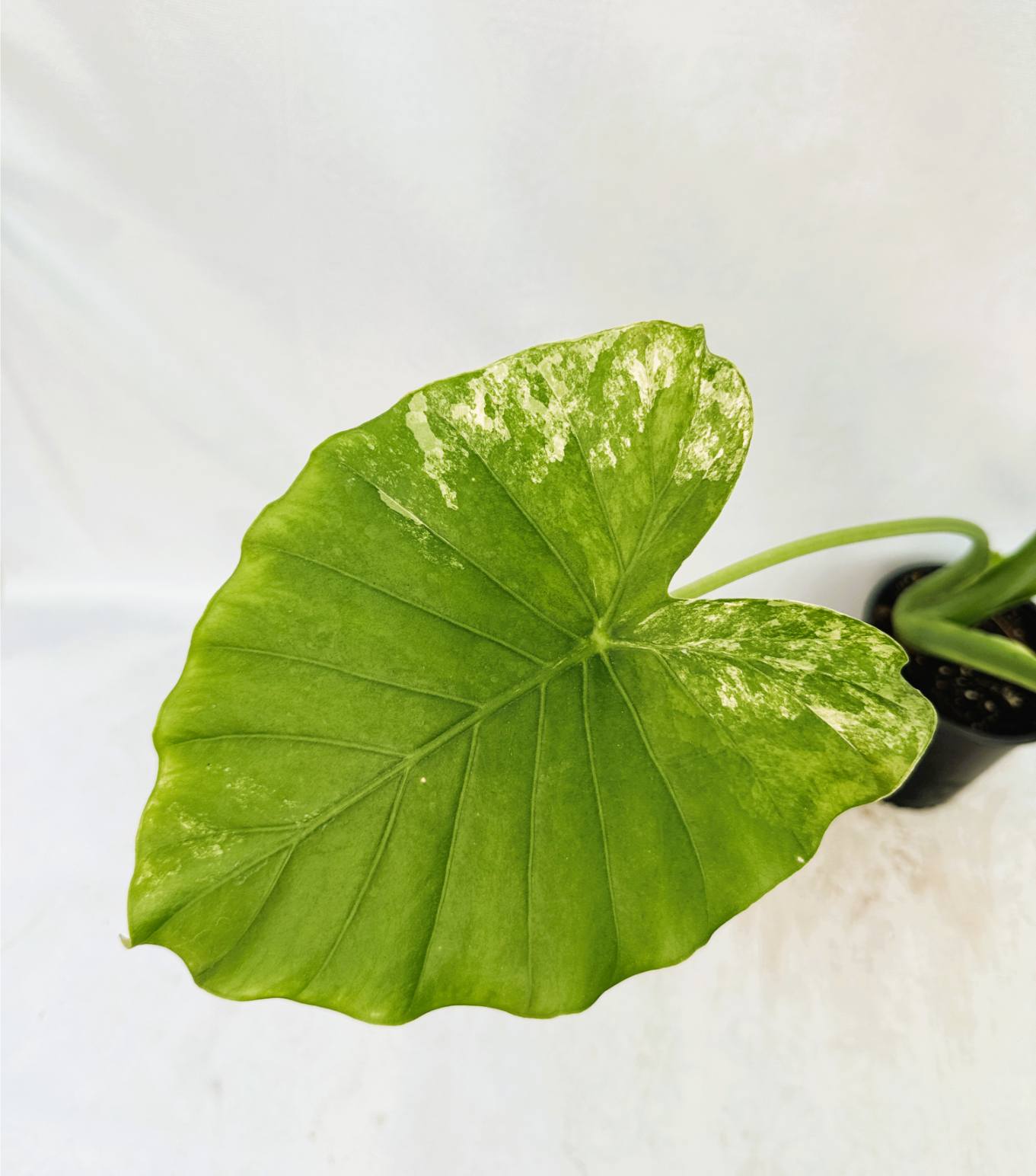 Alocasia Odora Variegata Aurea XL
