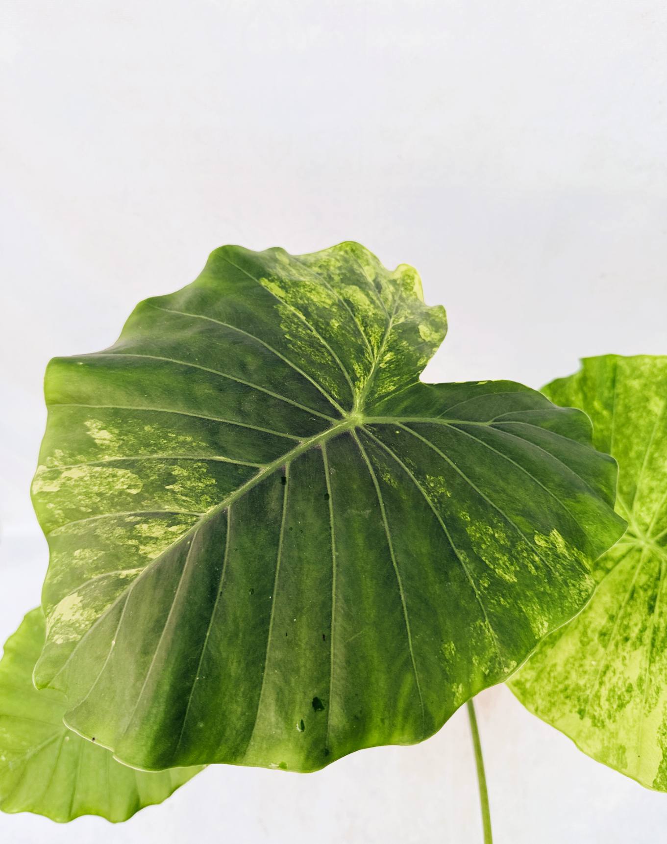 Alocasia Odora Variegata Aurea XL