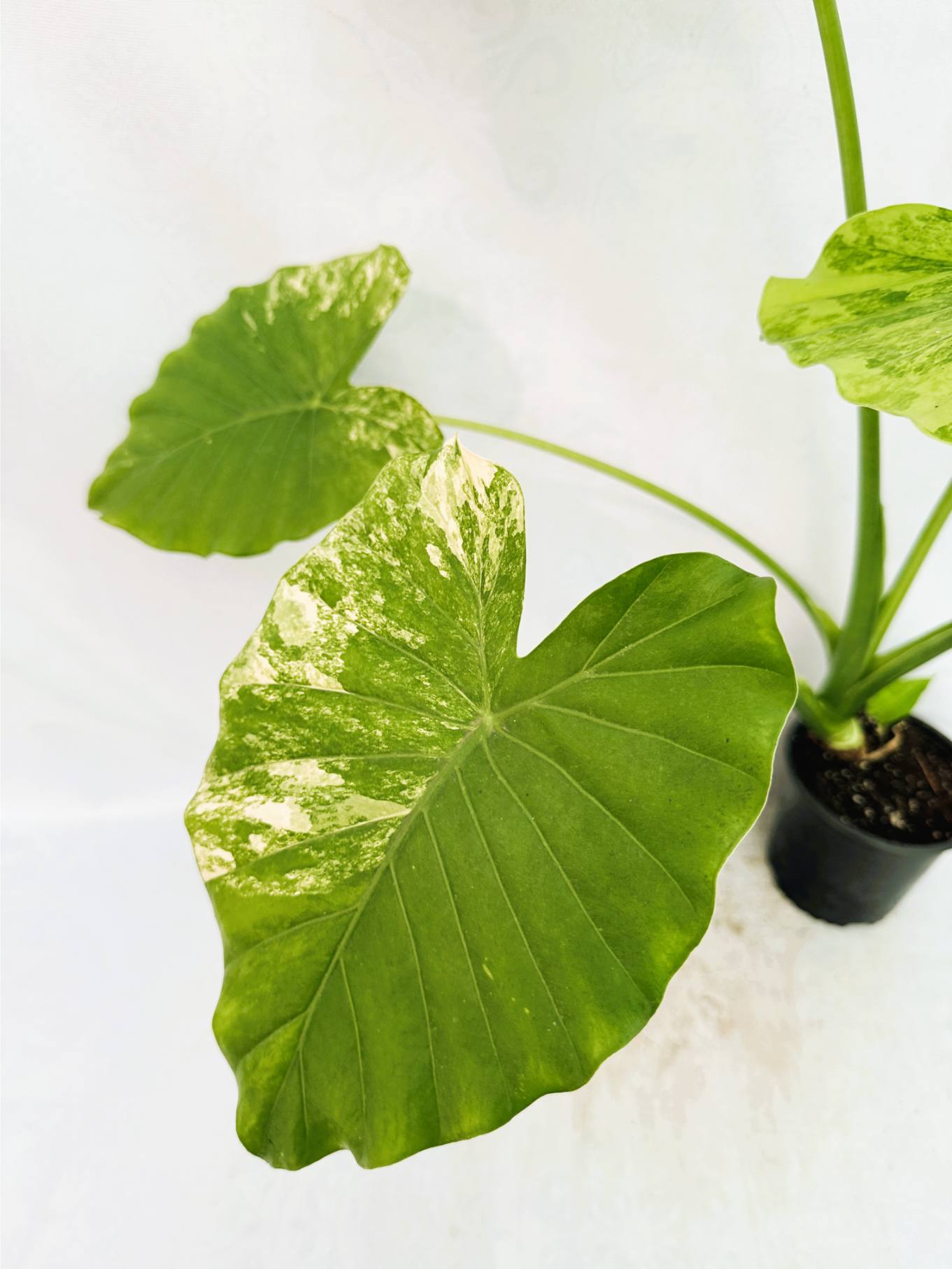 Alocasia Odora Variegata Aurea XL