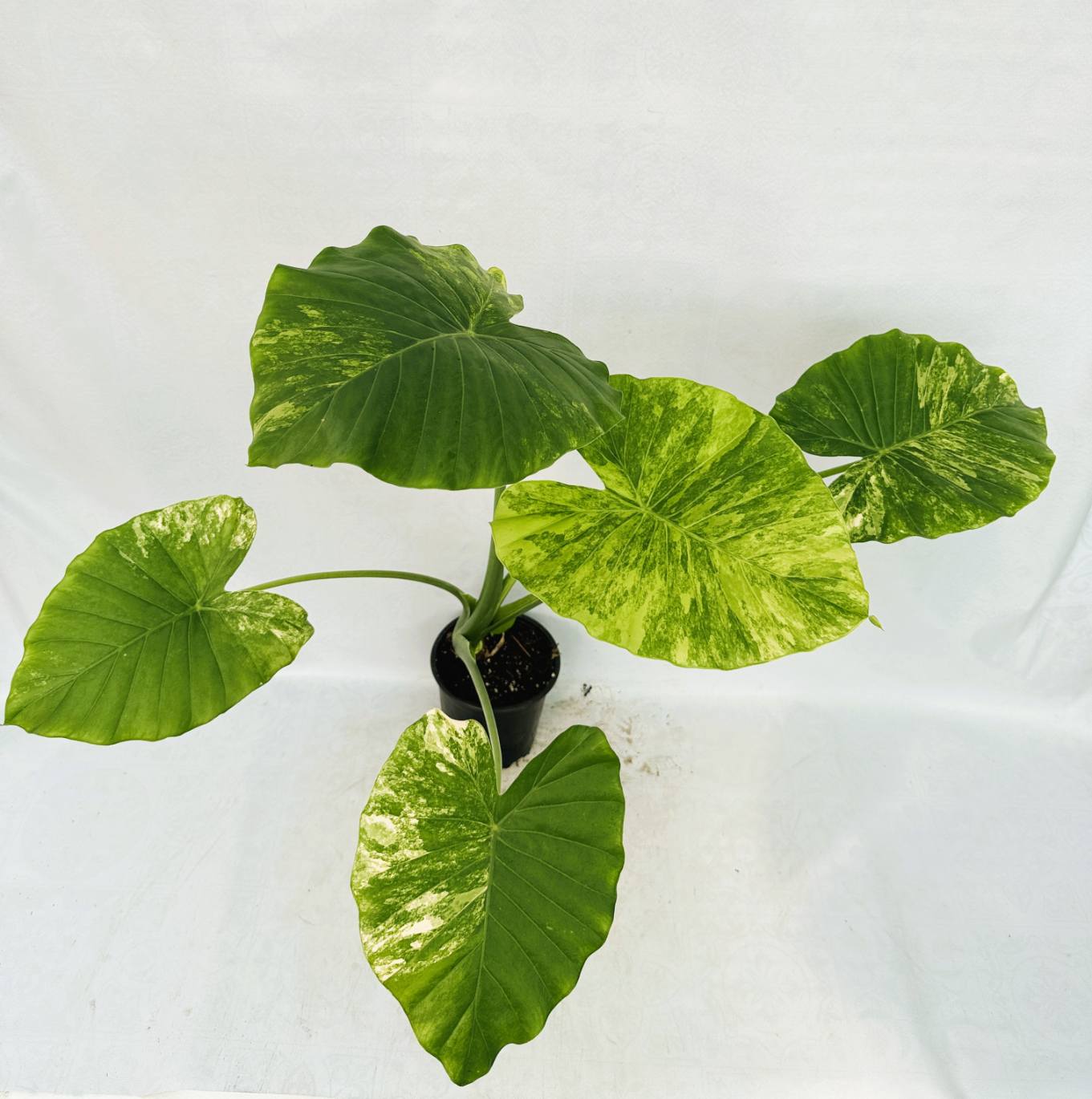 Alocasia Odora Variegata Aurea XL
