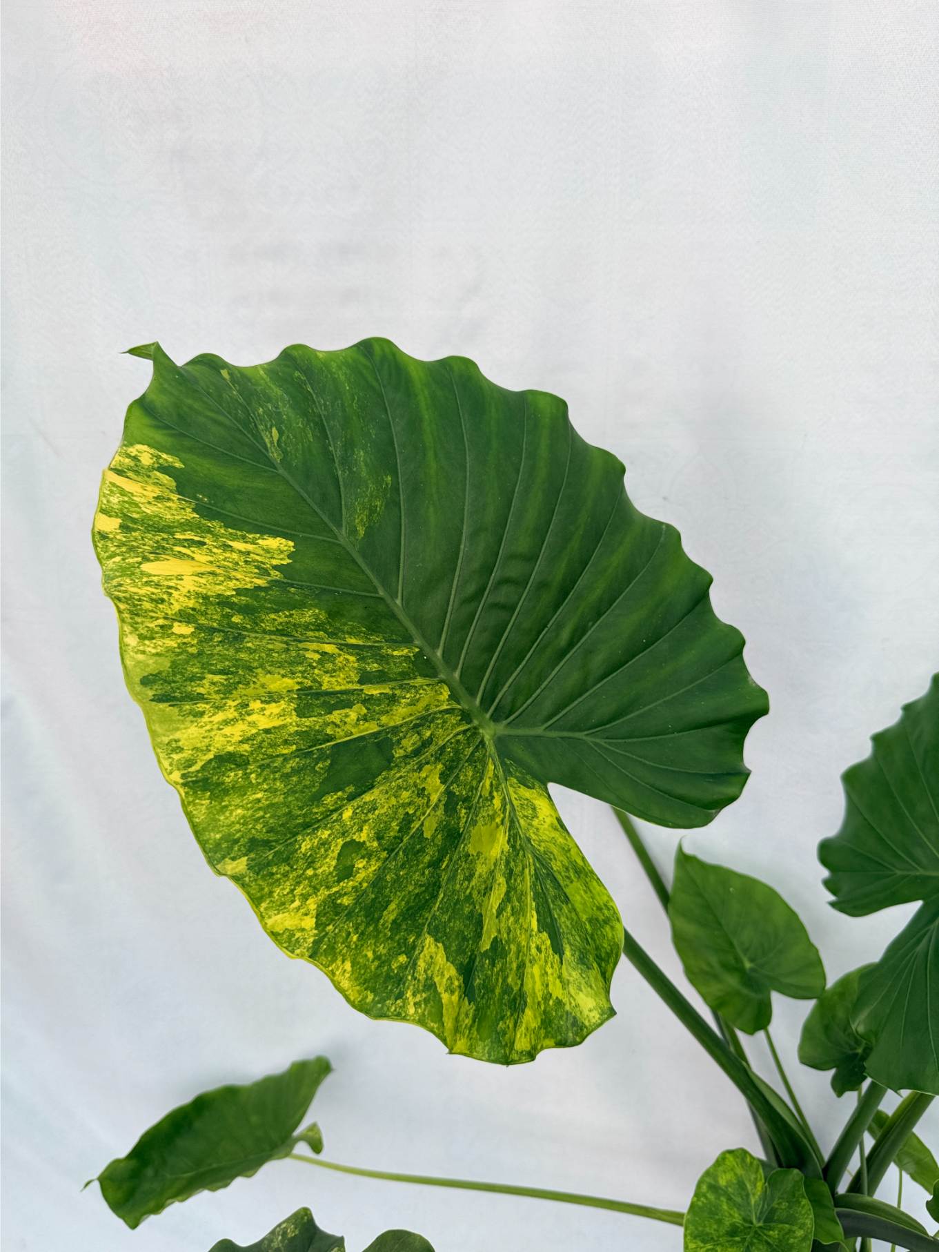 Alocasia Odora Variegata Aurea XL