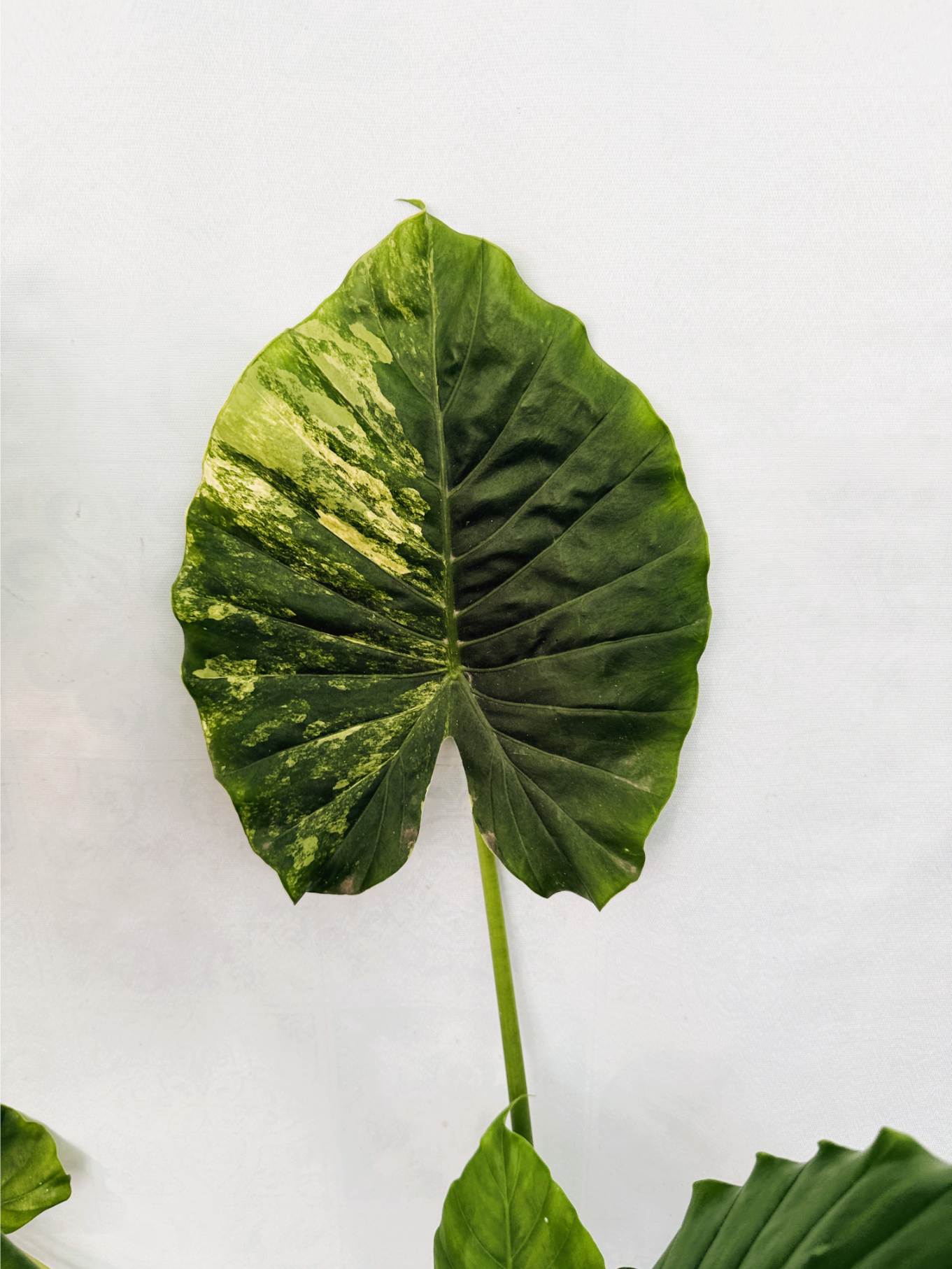 Alocasia Odora Variegata Aurea XL