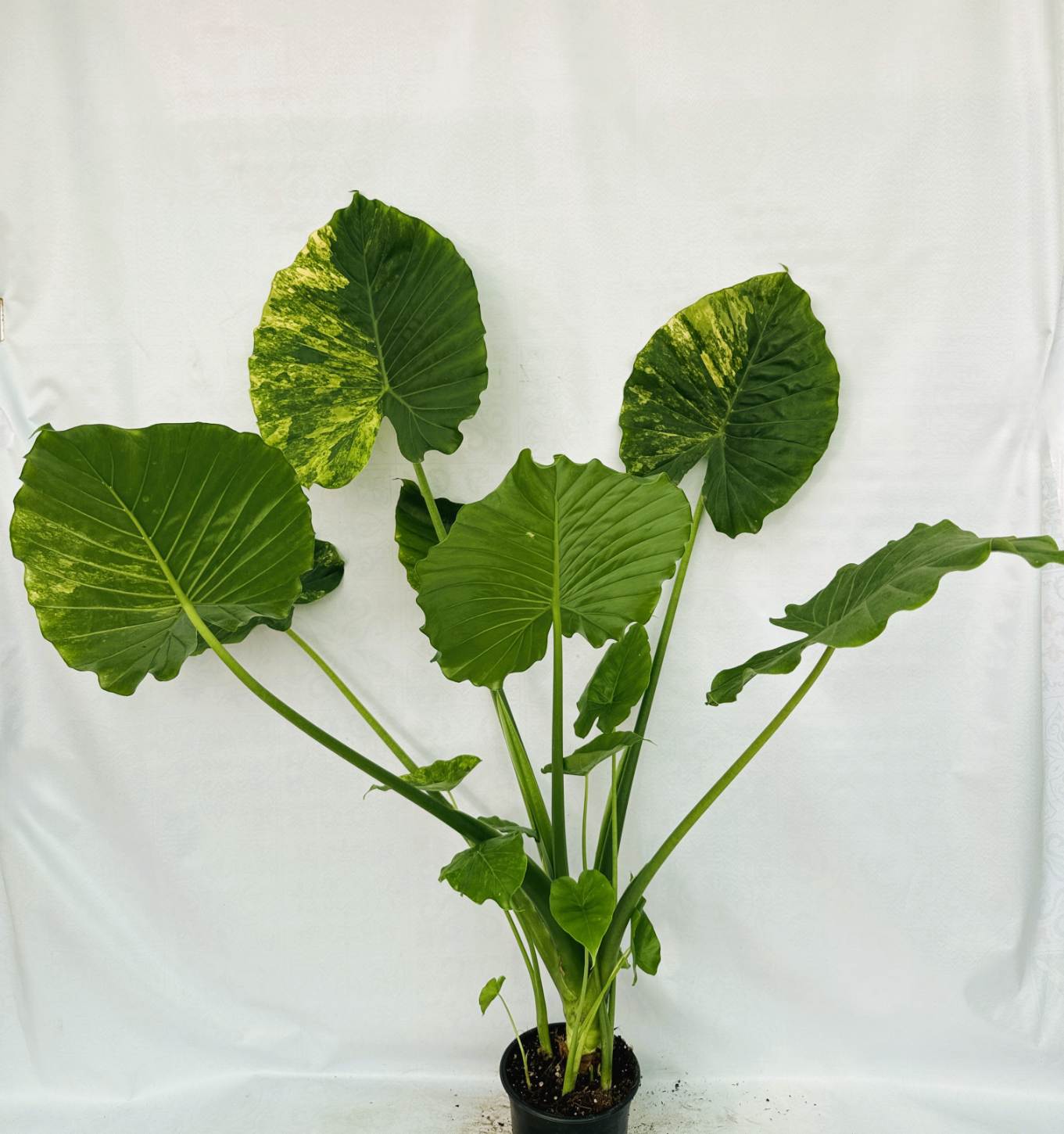 Alocasia Odora Variegata Aurea XL