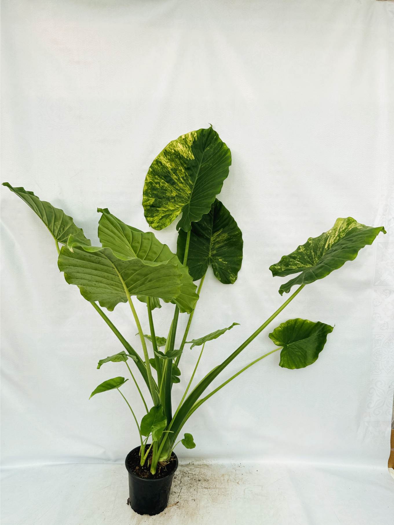 Alocasia Odora Variegata Aurea XL