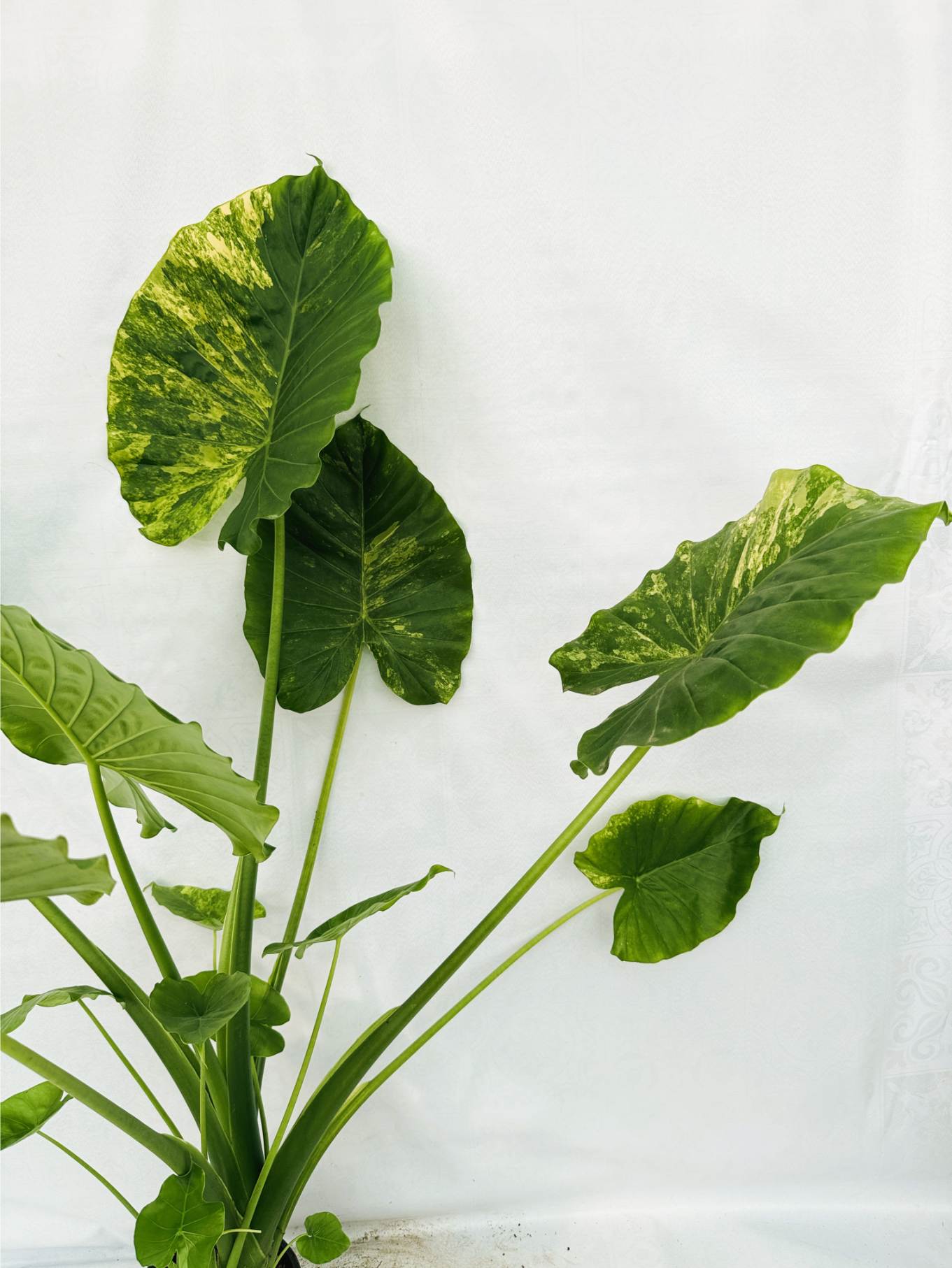 Alocasia Odora Variegata Aurea XL