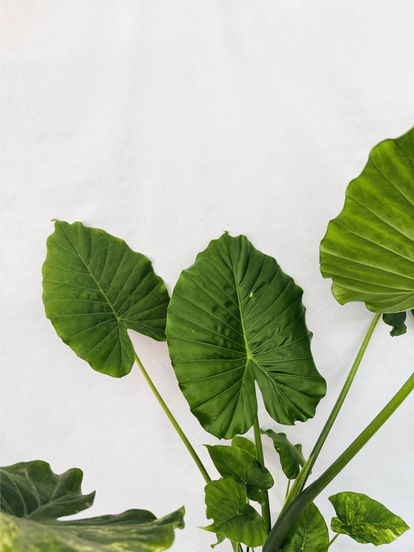 Alocasia Odora Variegata Aurea XL
