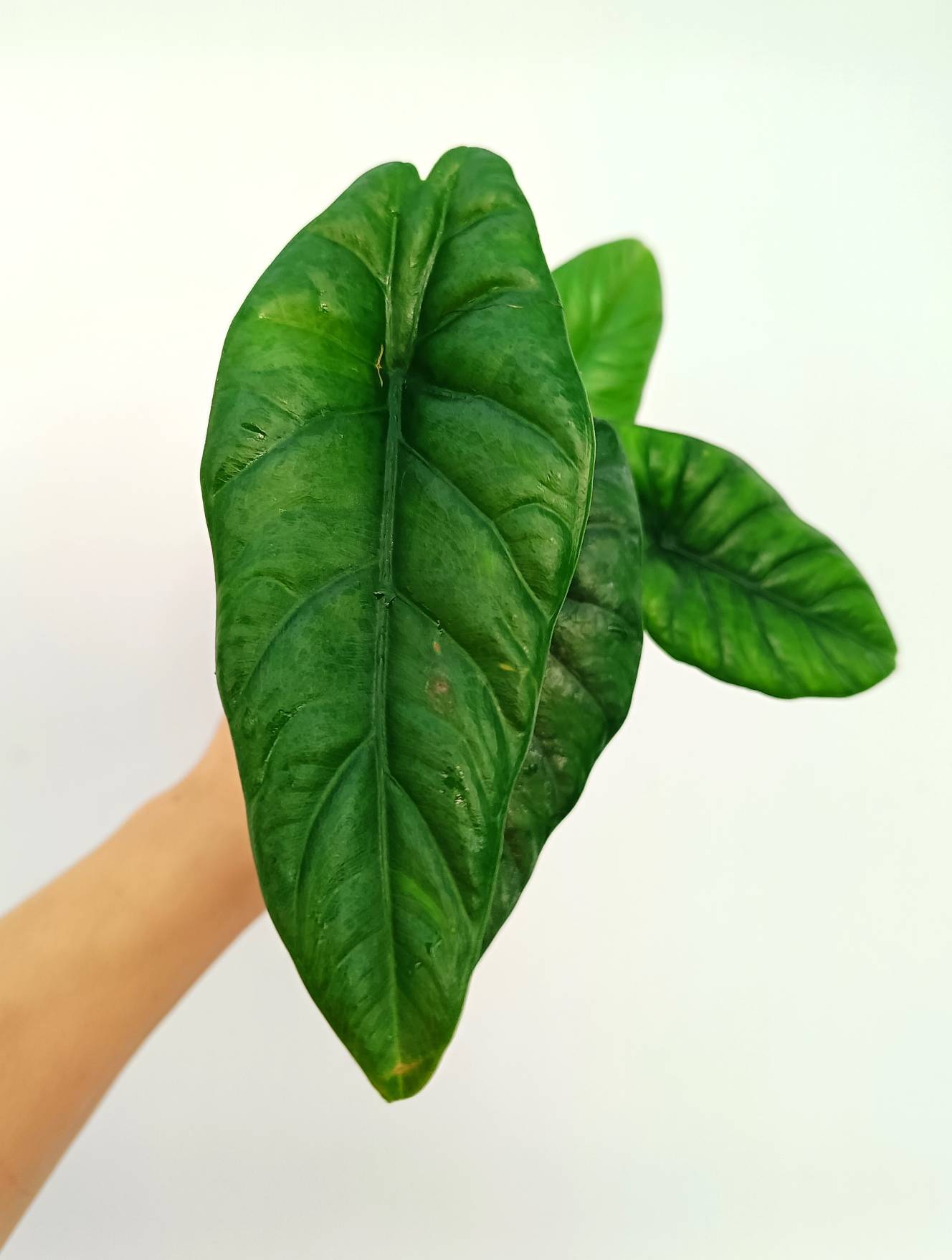 Alocasia Puncakborneensis