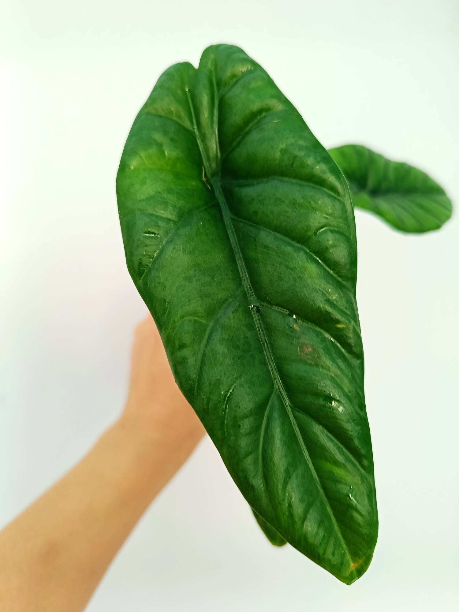 Alocasia Puncakborneensis