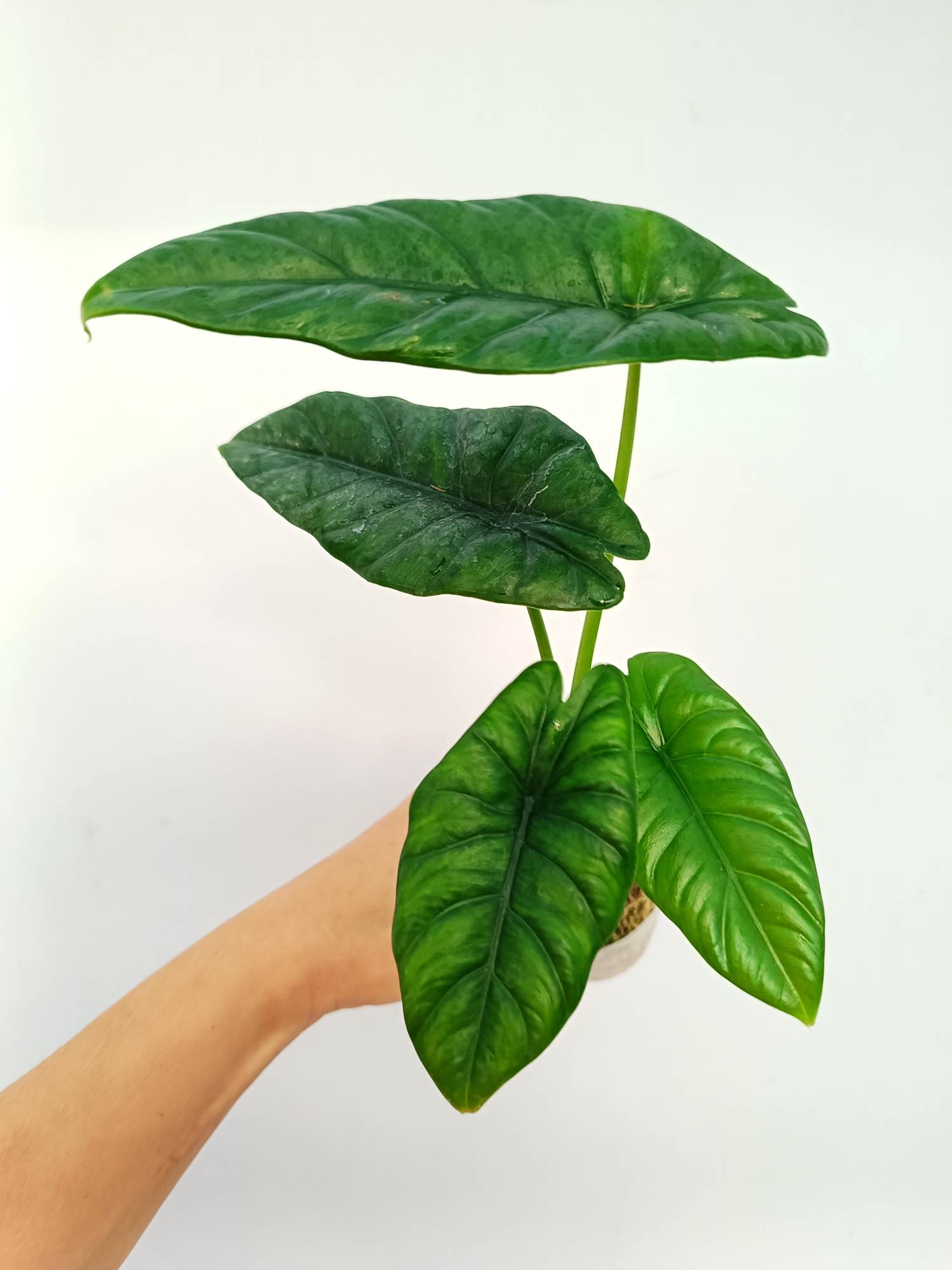 Alocasia Puncakborneensis