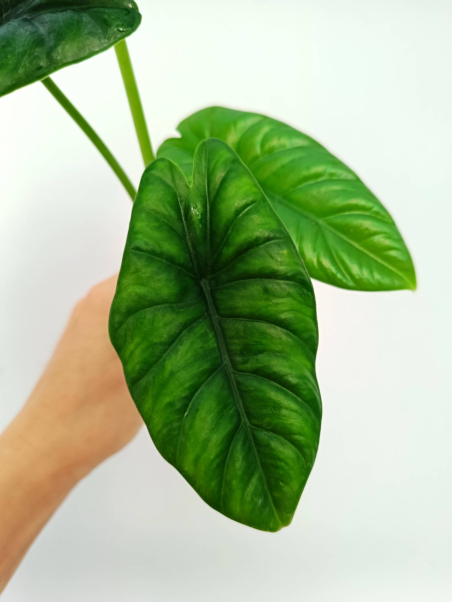 Alocasia Puncakborneensis