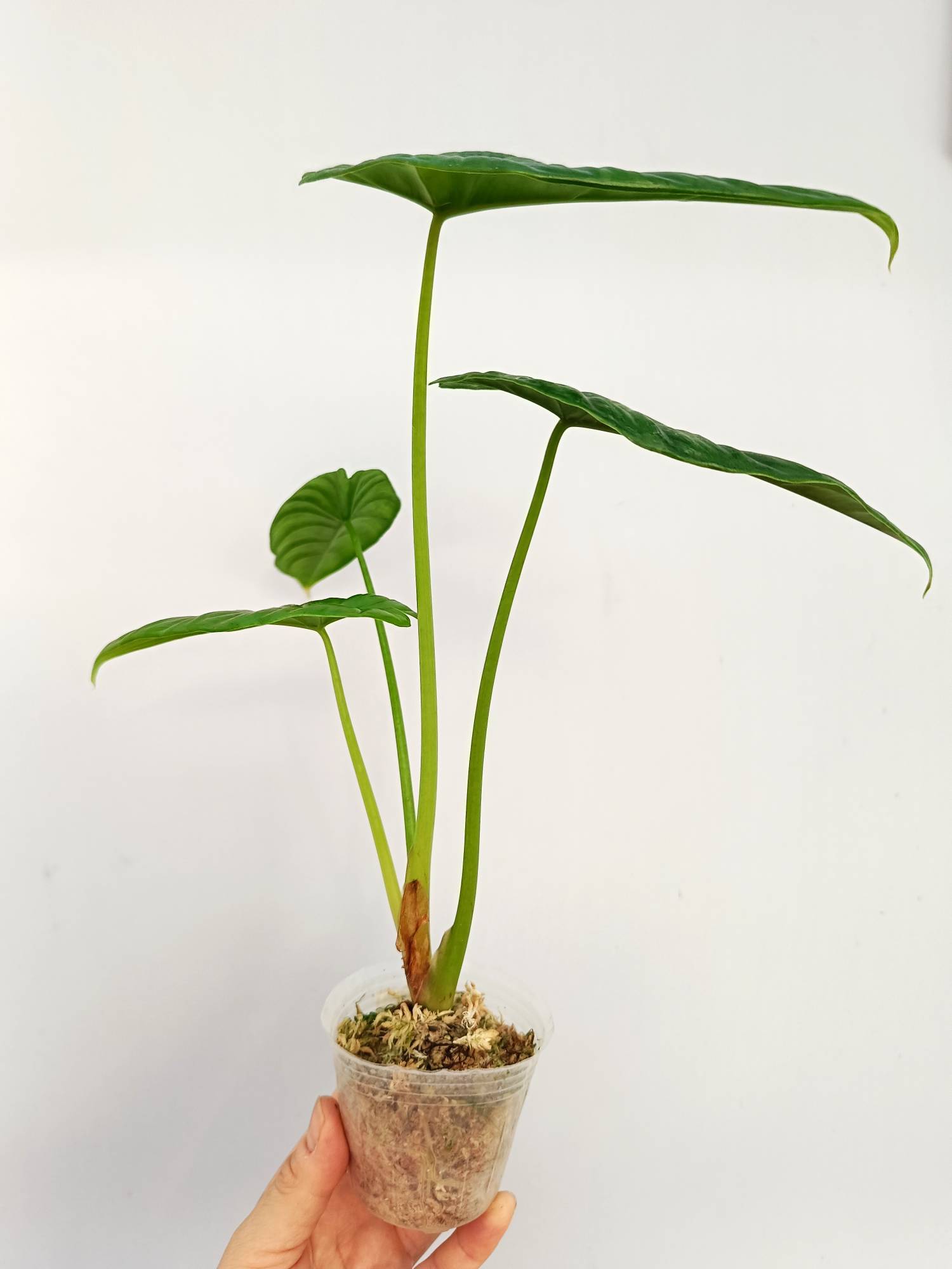 Alocasia Puncakborneensis