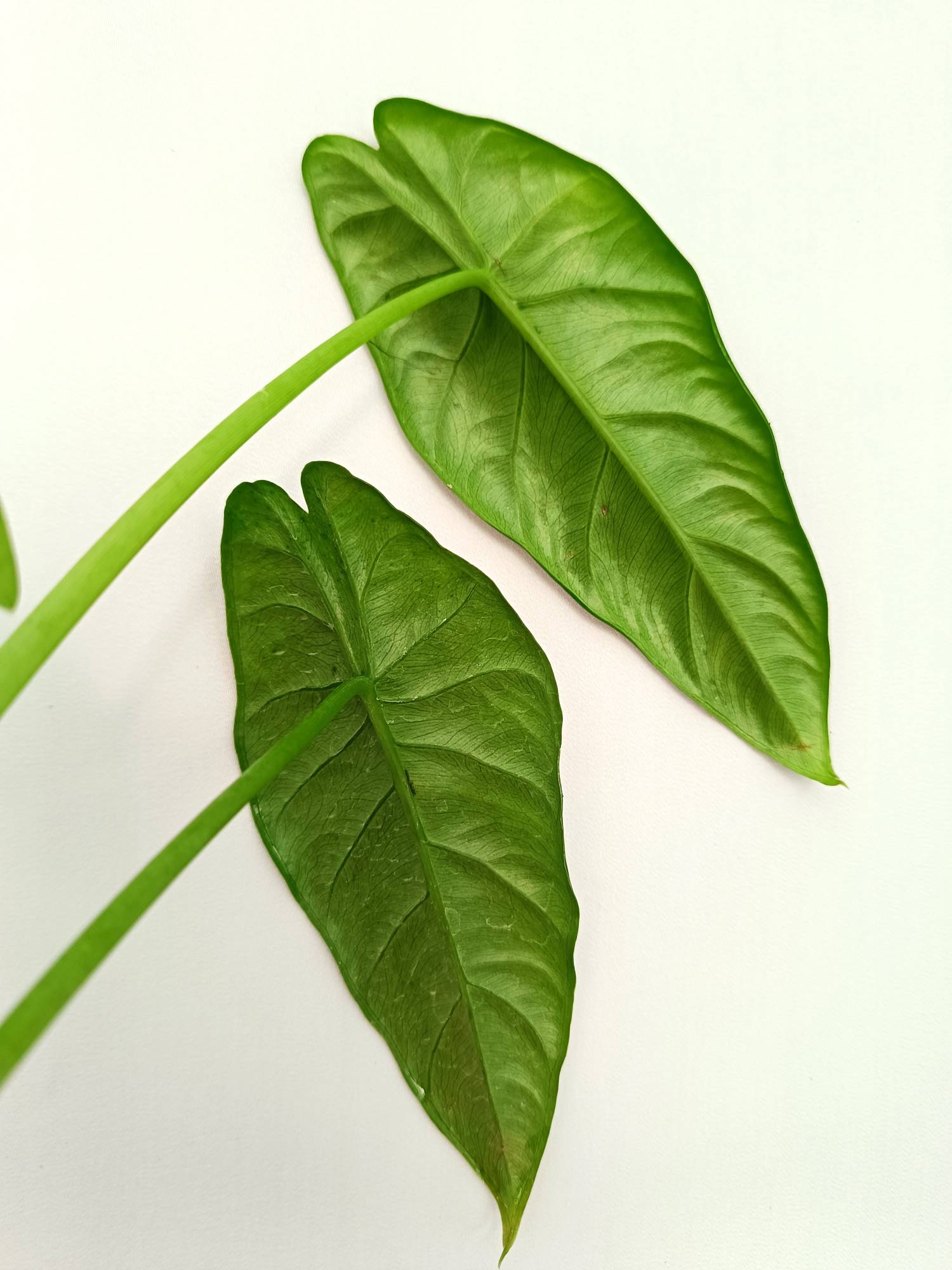 Alocasia Puncakborneensis
