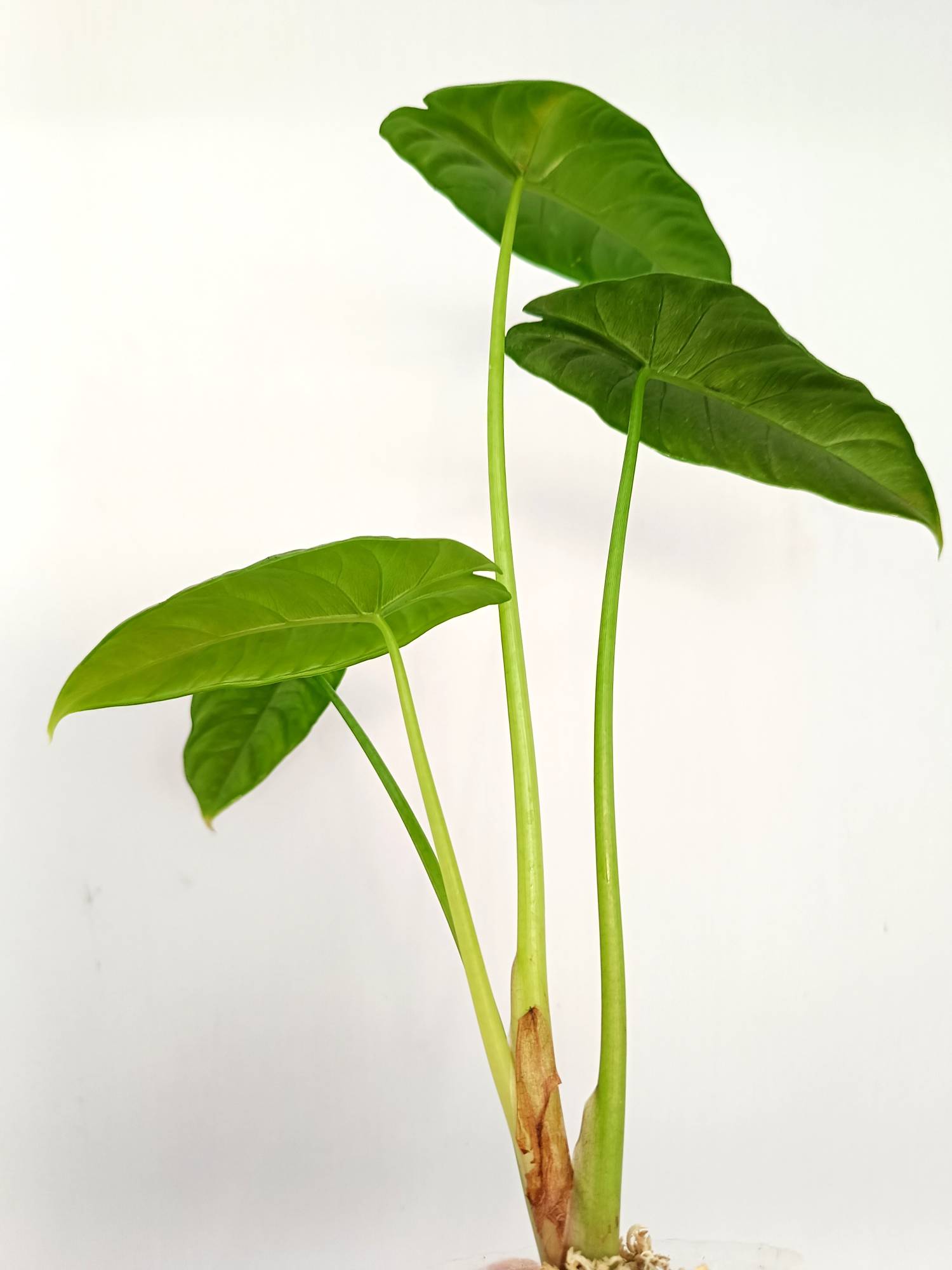 Alocasia Puncakborneensis
