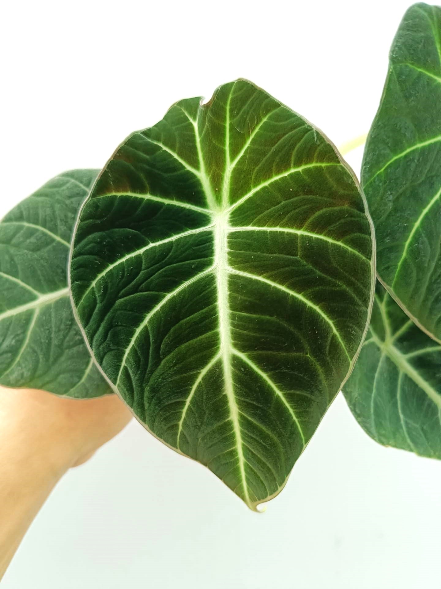 Alocasia Reginula &#39;Black Velvet&#39; 