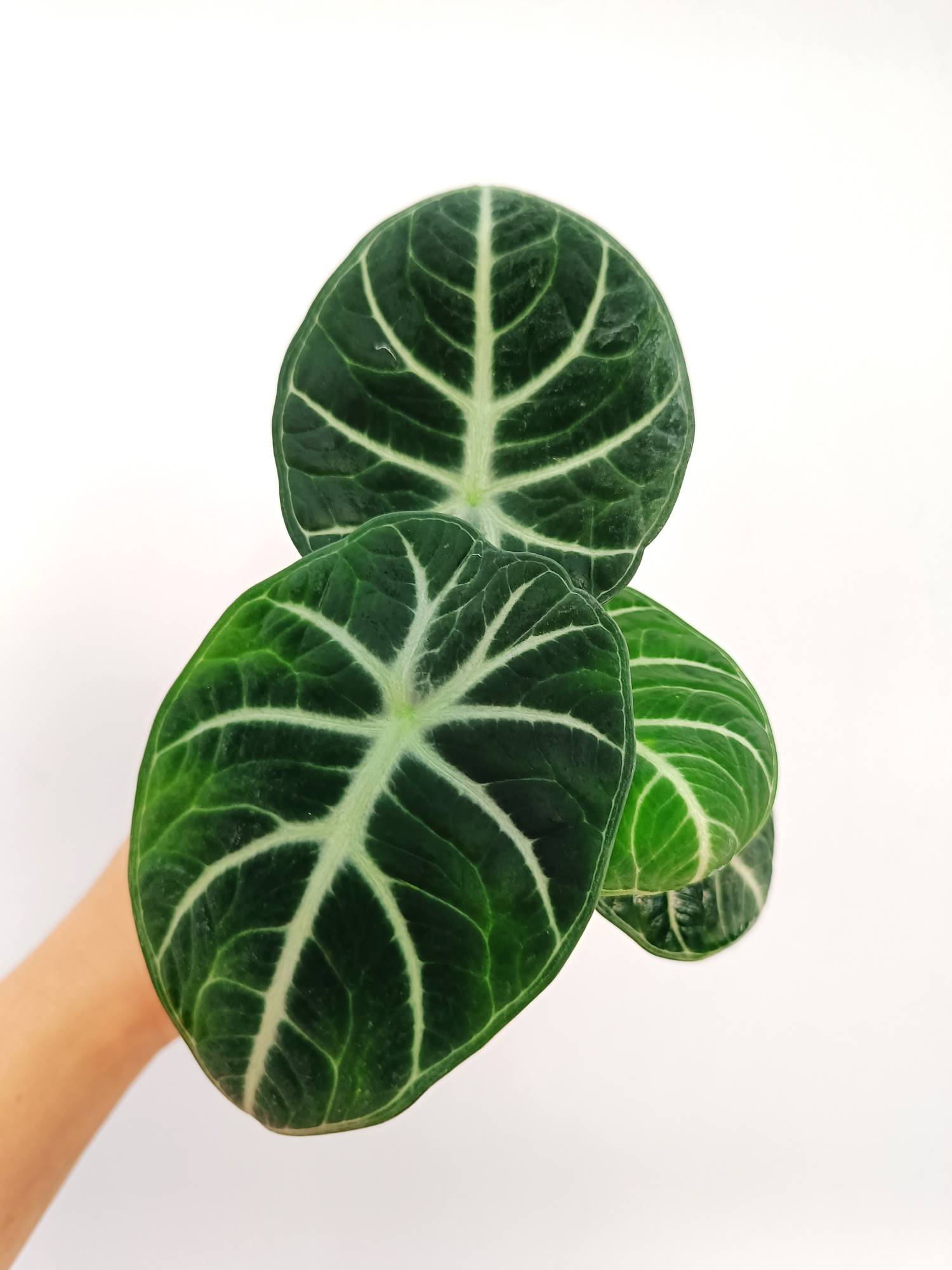 Alocasia Reginula &#39;Ninja&#39;