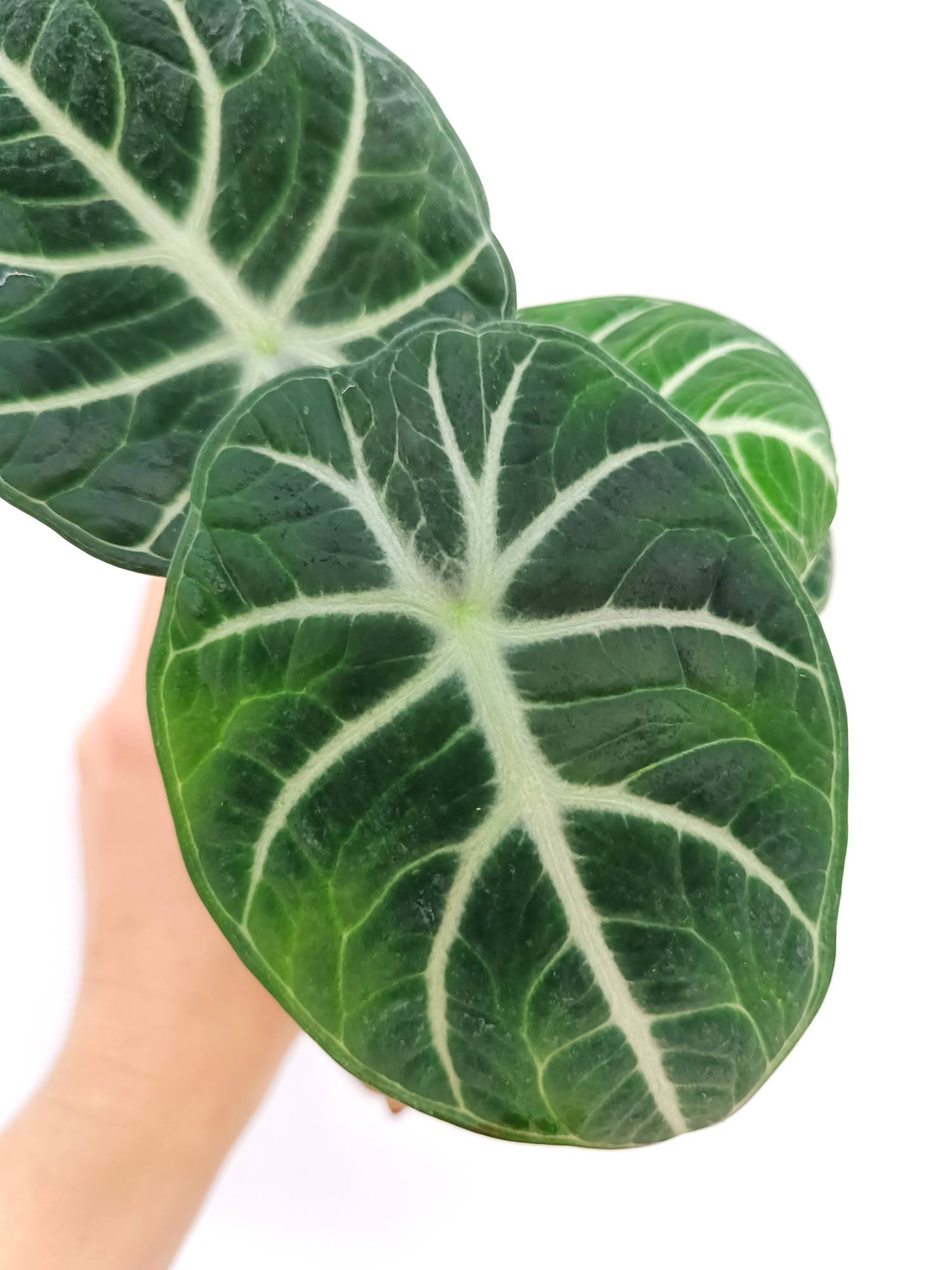 Alocasia Reginula &#39;Ninja&#39;