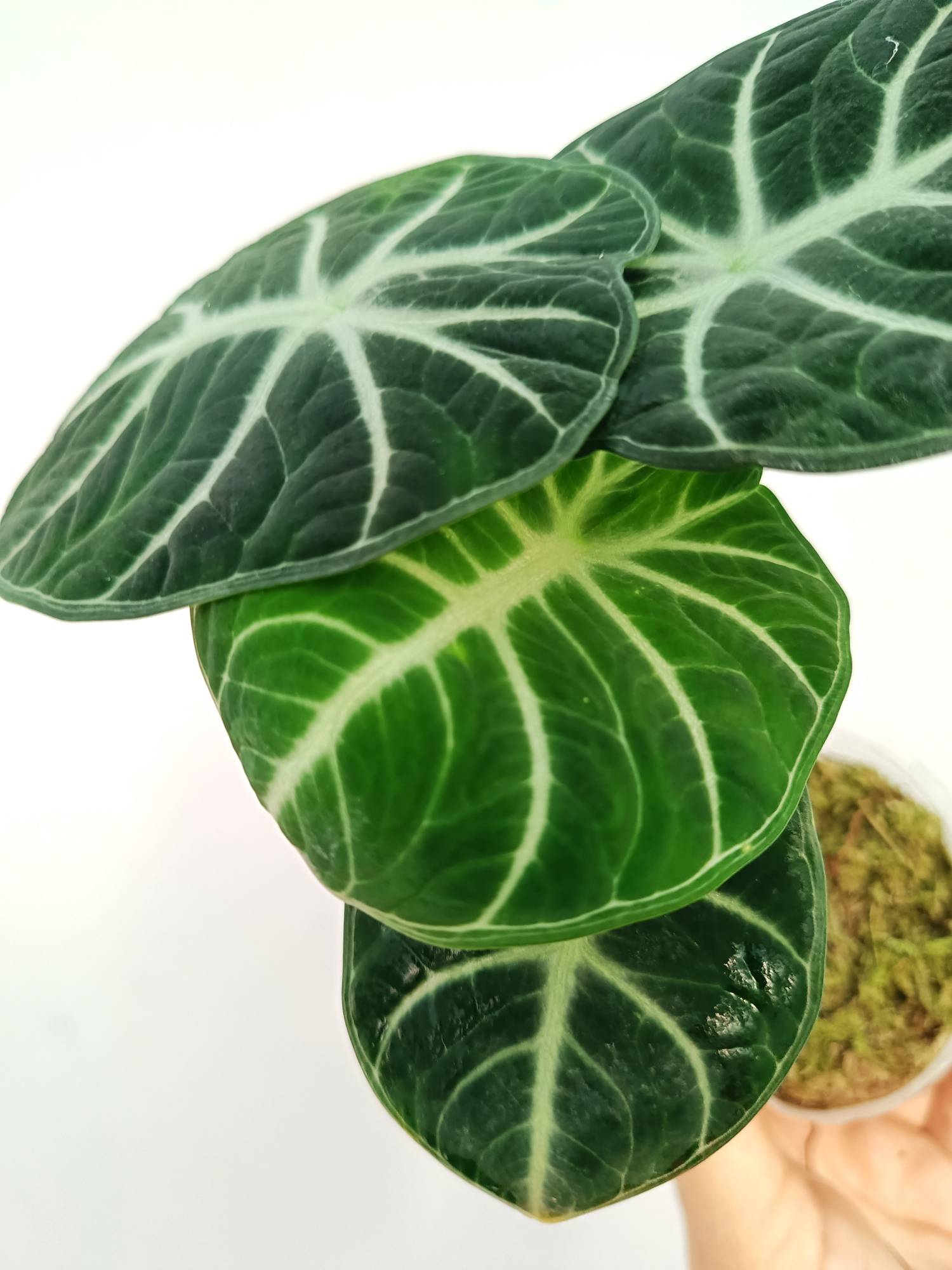 Alocasia Reginula 'Ninja'