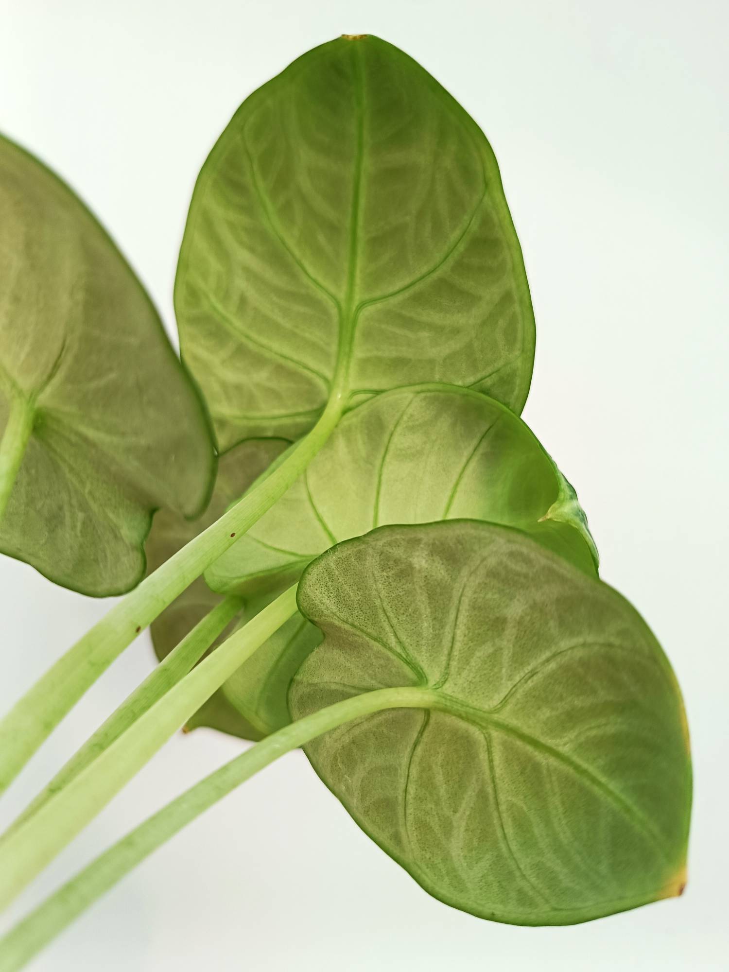 Alocasia Reginula 'Ninja'