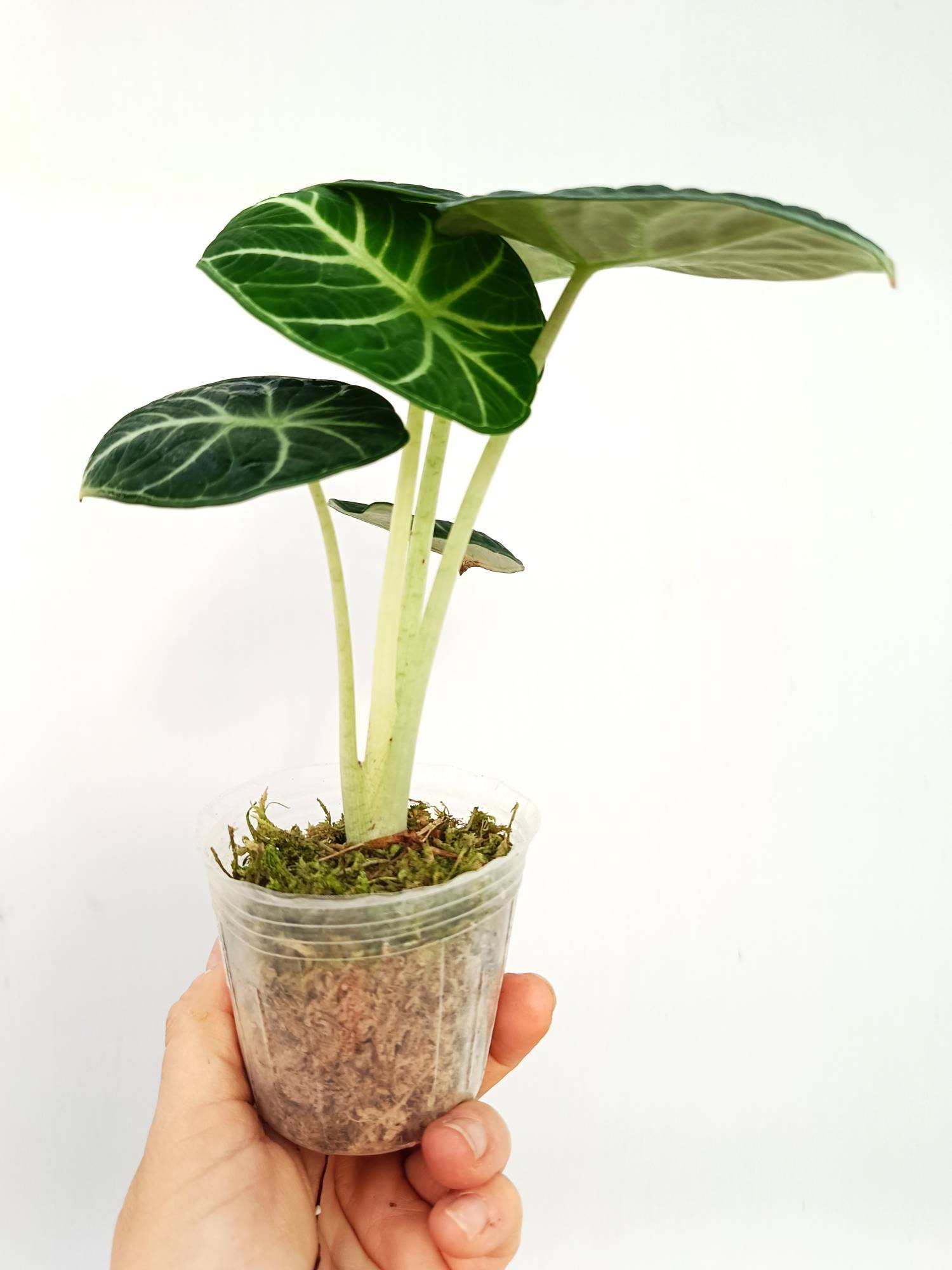 Alocasia Reginula 'Ninja'