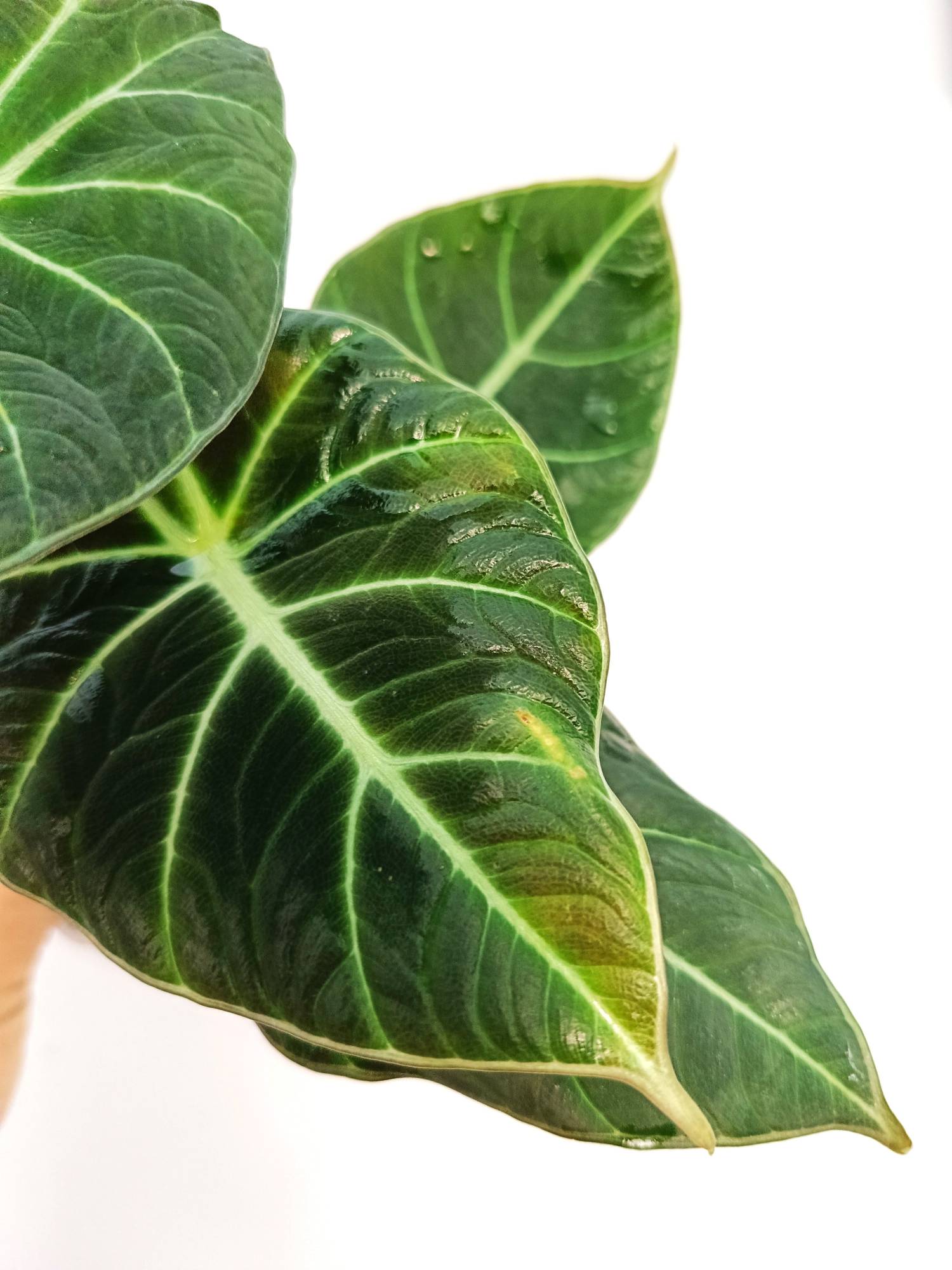 Alocasia Reginula 'Green Velvet'