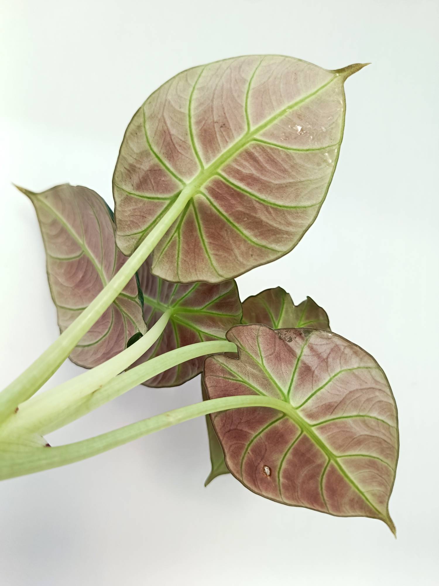 Alocasia Reginula 'Green Velvet'