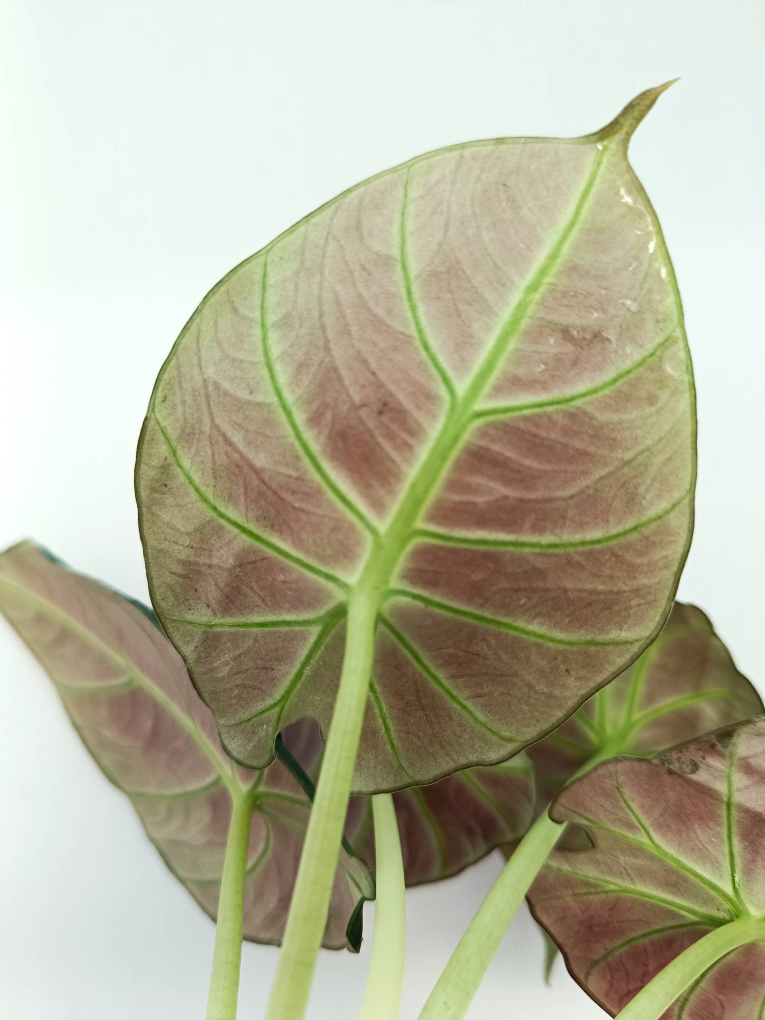 Alocasia Reginula 'Green Velvet'
