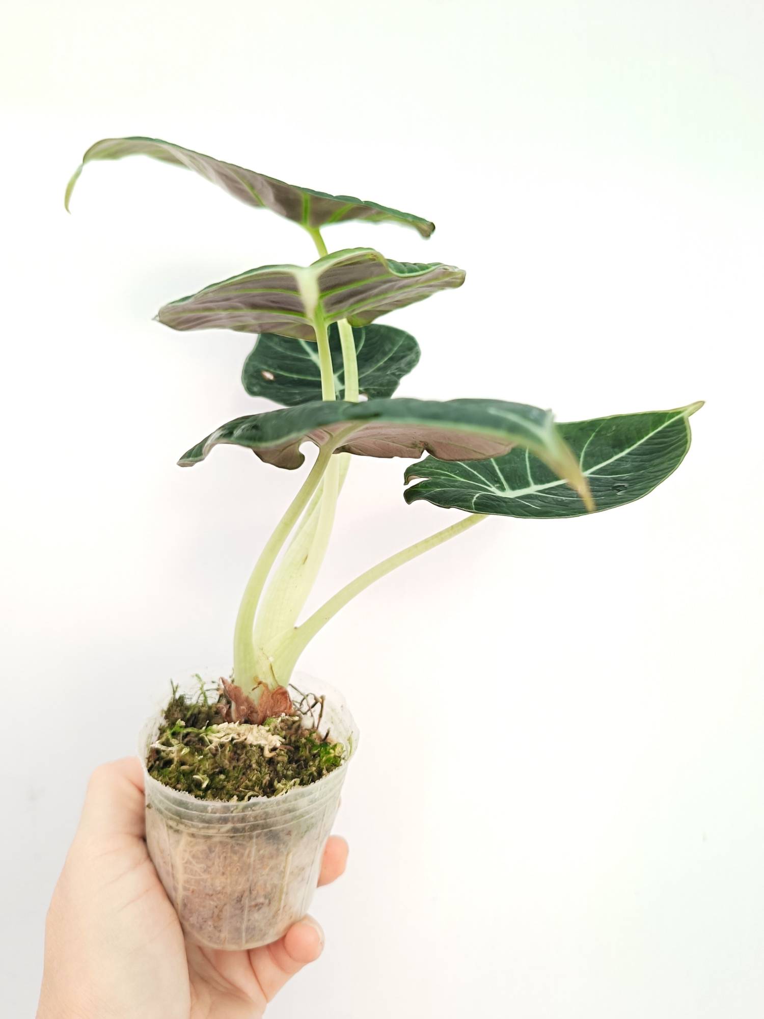 Alocasia Reginula 'Green Velvet'