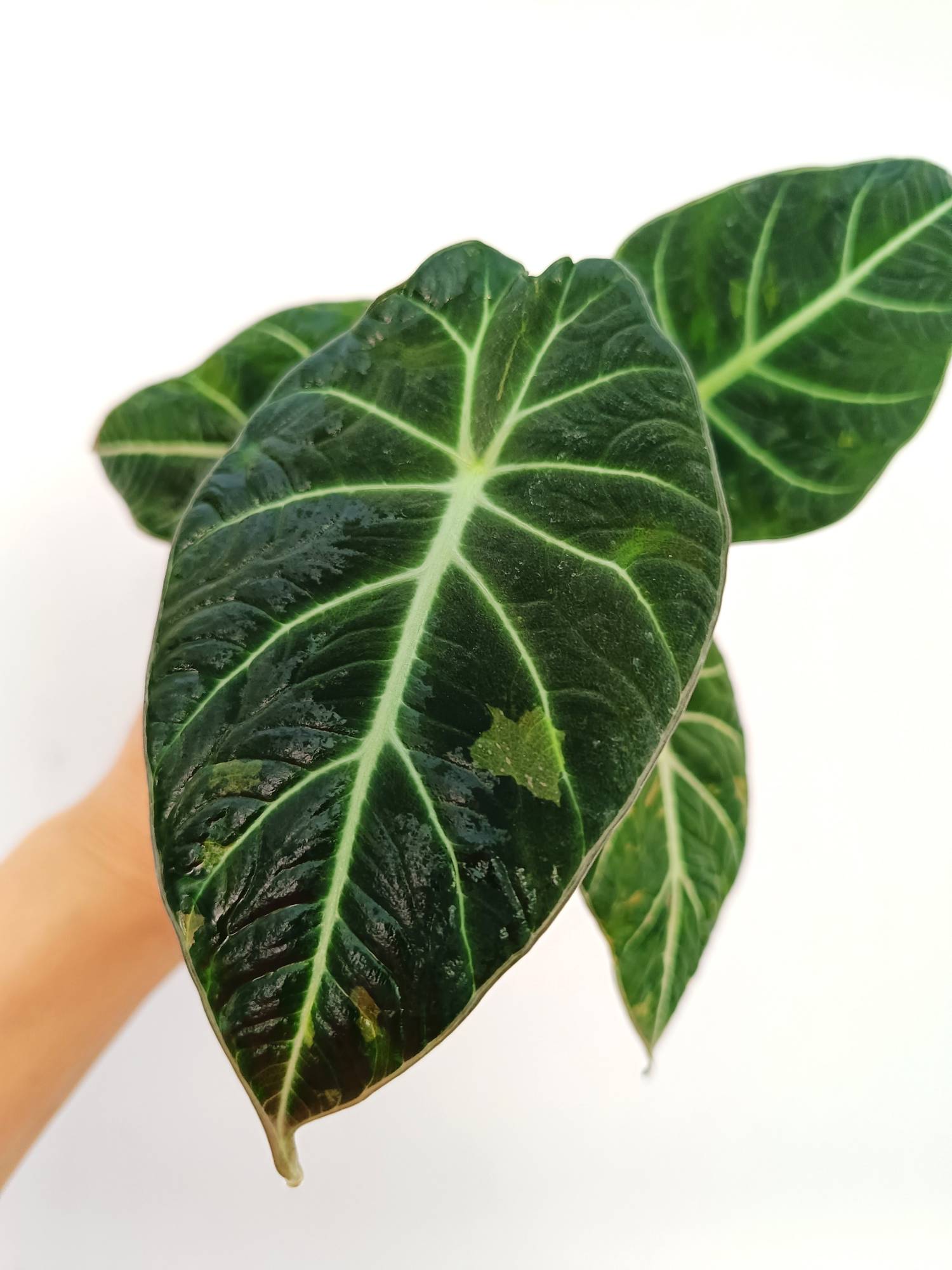 Alocasia Reginula Variegata